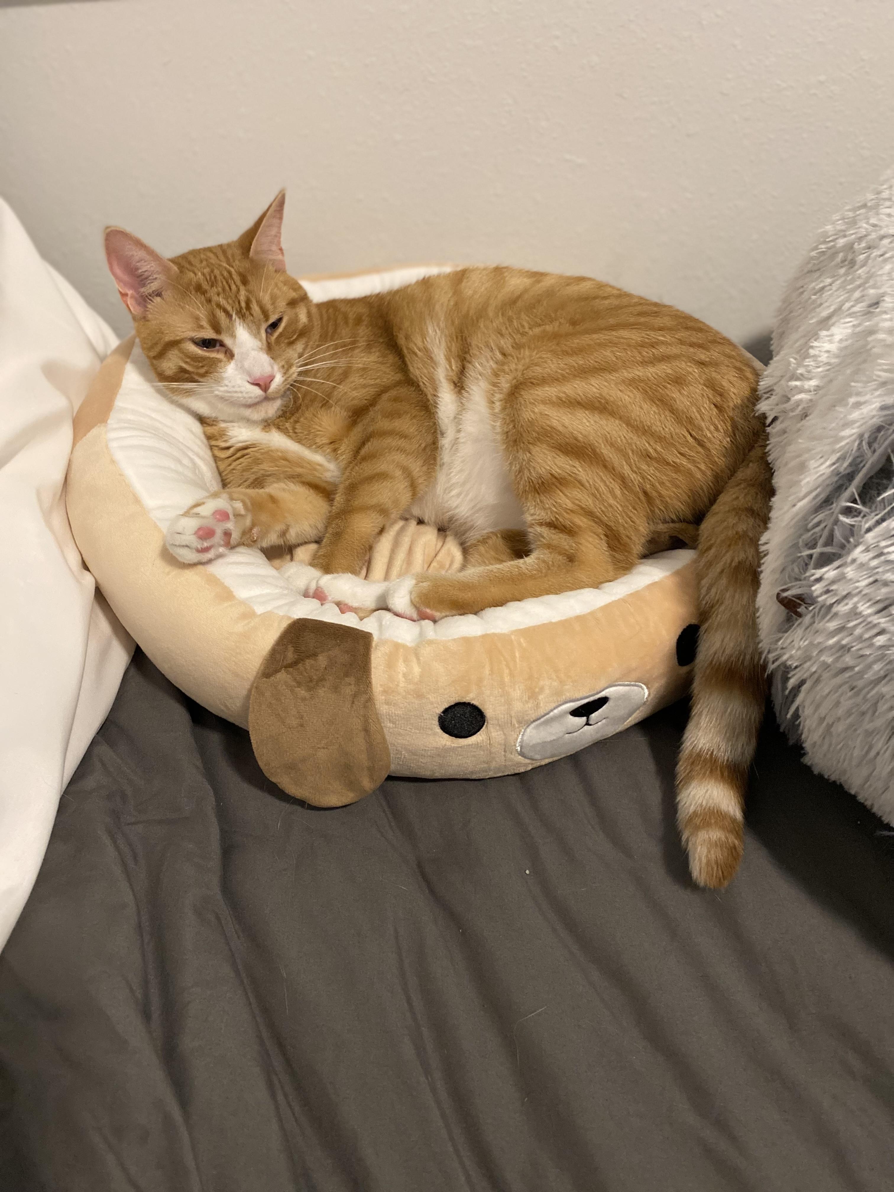 Enlarge Franklin, a Adoptable Domestic Short Hair in Saint Francis, MN image 2/6