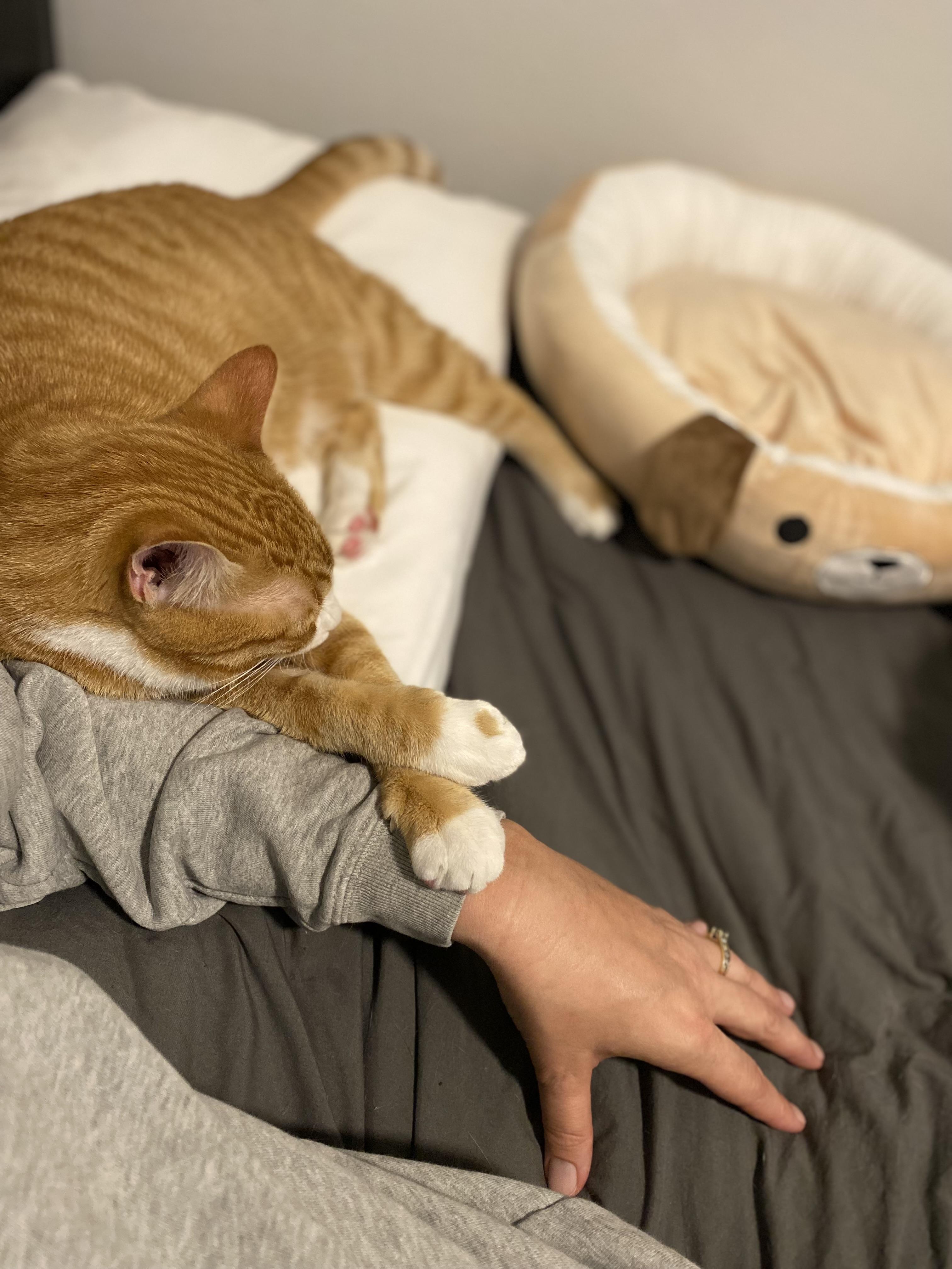 Enlarge Franklin, a Adoptable Domestic Short Hair in Saint Francis, MN image 3/6