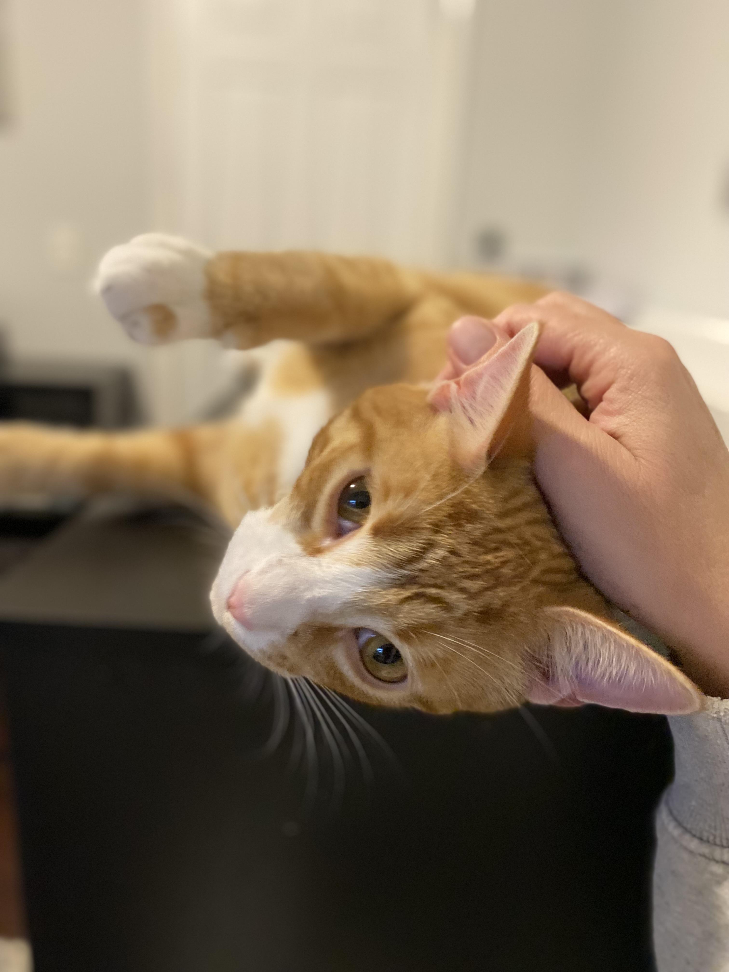 Enlarge Franklin, a Adoptable Domestic Short Hair in Saint Francis, MN image 6/6