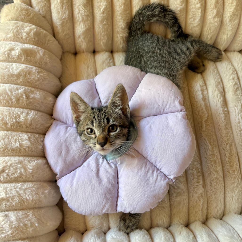 Woody, Adoptable, Kitten Male Domestic Short Hair.
