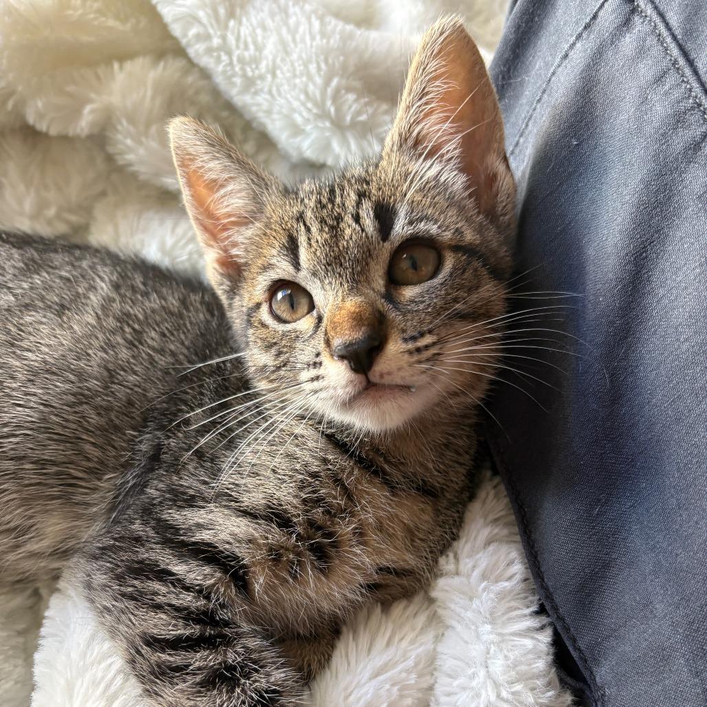 Enlarge Woody, a Adoptable Domestic Short Hair in San Diego, CA image 2/3