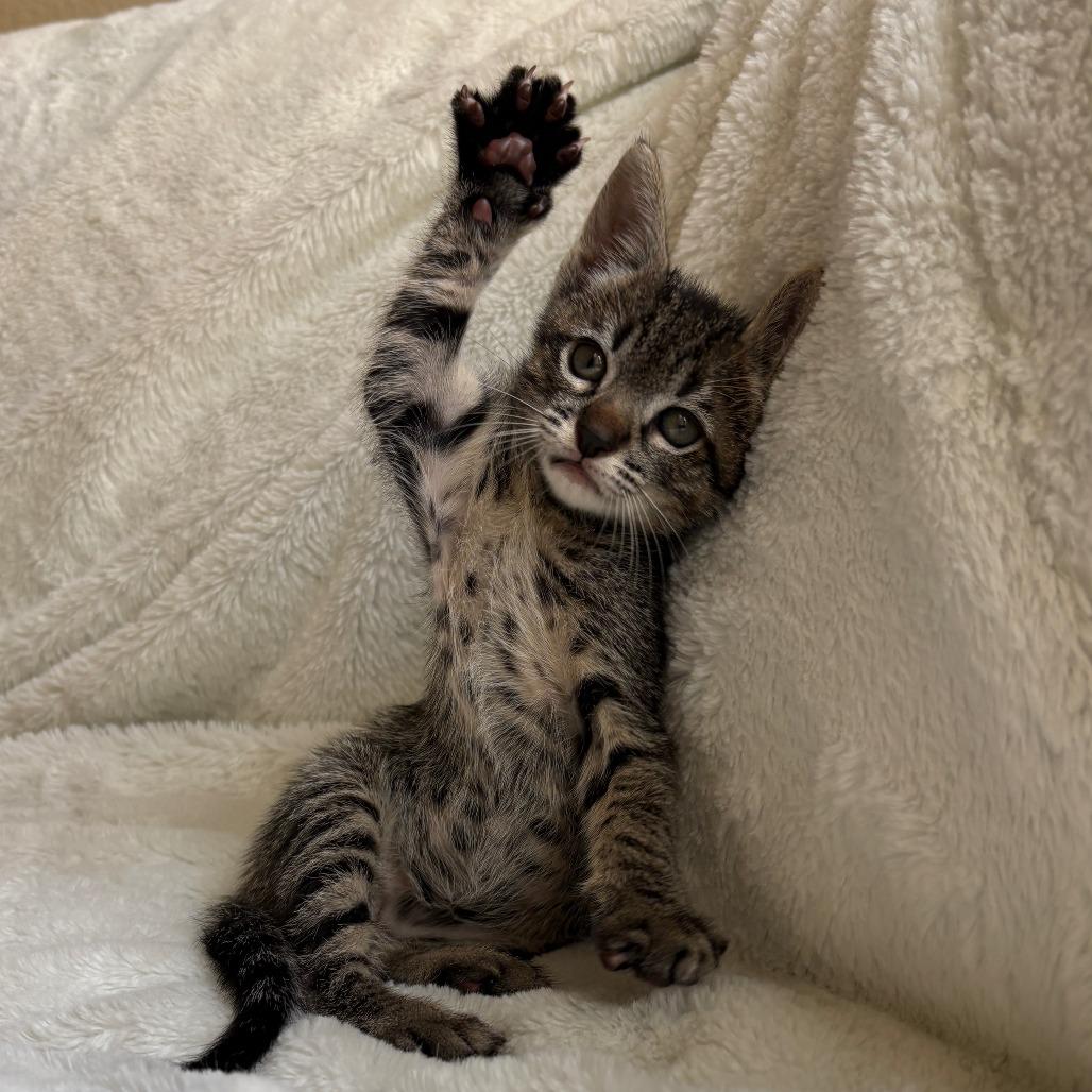 Enlarge Woody, a Adoptable Domestic Short Hair in San Diego, CA image 3/3