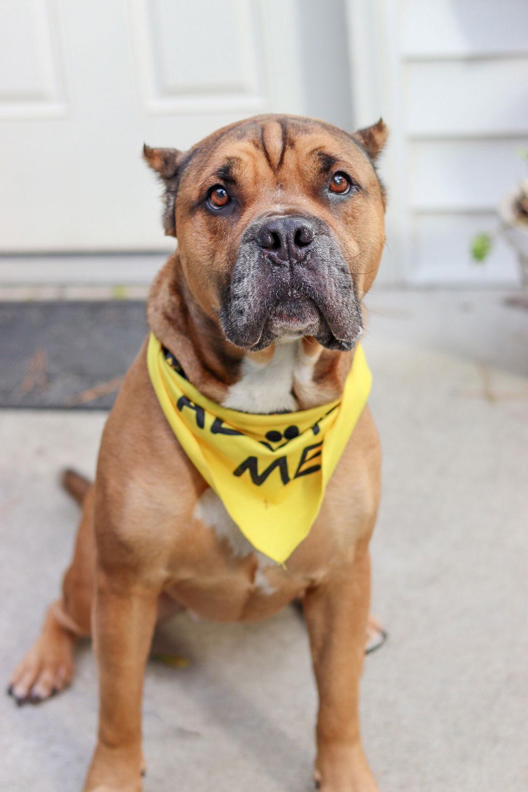 Sonny, Adoptable, Young Male Cane Corso.