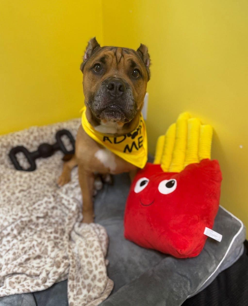 Enlarge Sonny, a Adoptable Cane Corso in Sanford, NC image 2/3