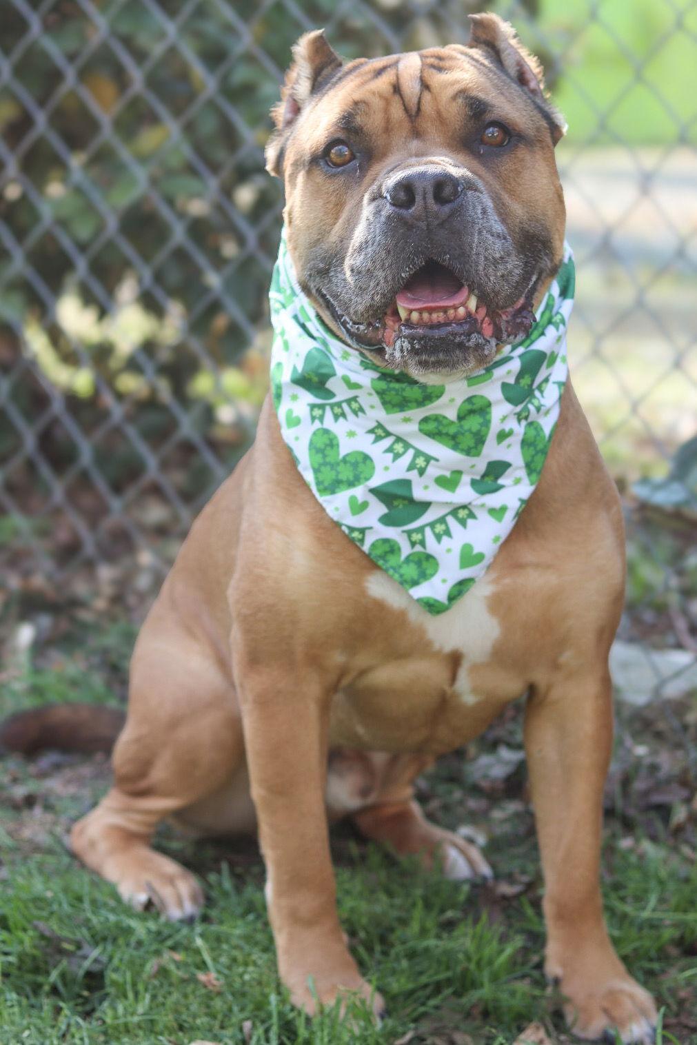 Enlarge Sonny, a Adoptable Cane Corso in Sanford, NC image 2/3