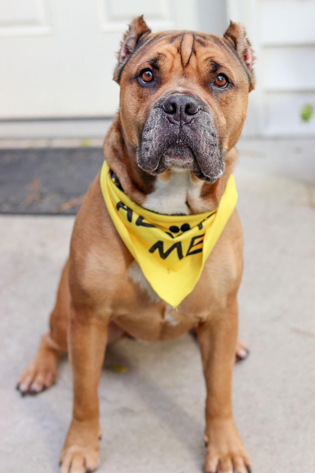Enlarge Sonny, a Adoptable Cane Corso in Sanford, NC image 3/3