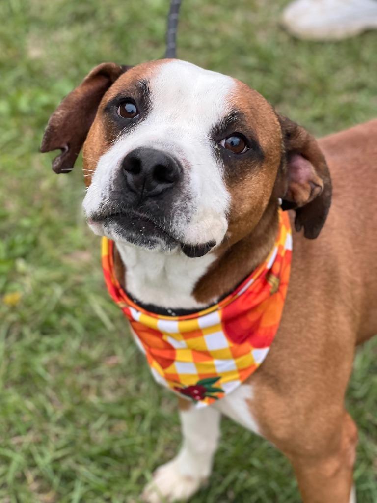 Wes, Adoptable, Adult Male Terrier.