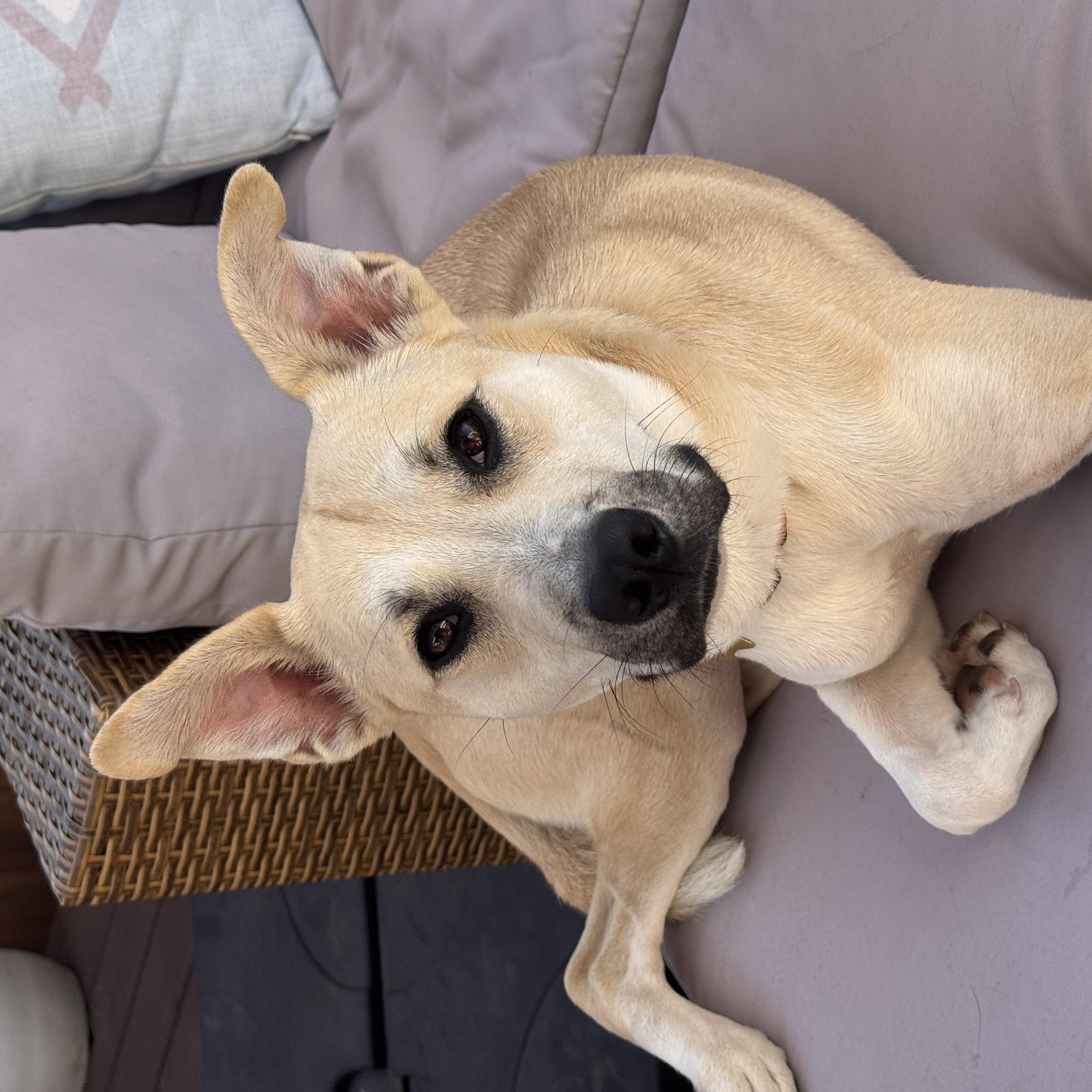 Enlarge Poppy, a Adopted mixed breed in San Diego, CA image 6/6