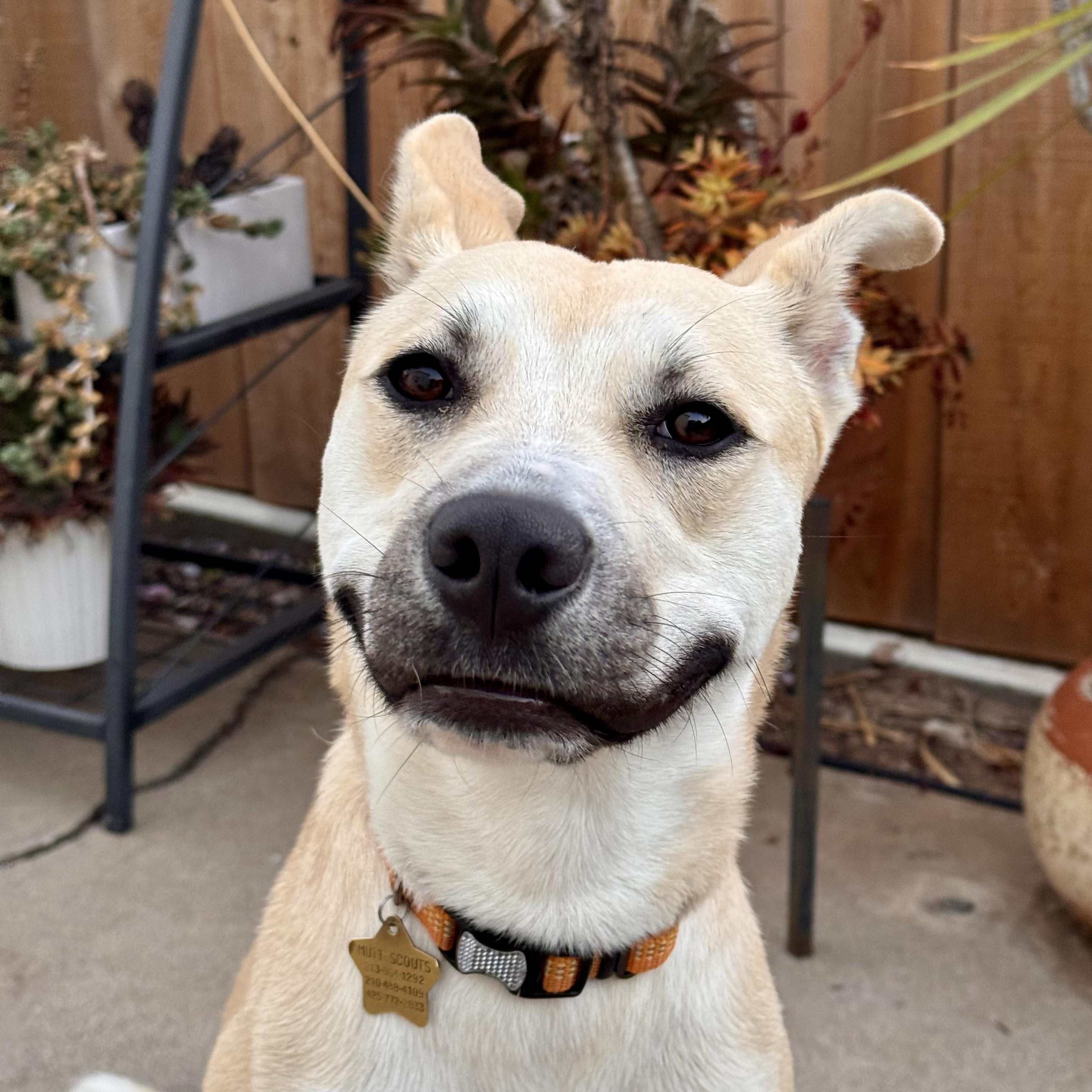 Enlarge Poppy, a Adopted mixed breed in San Diego, CA image 2/6