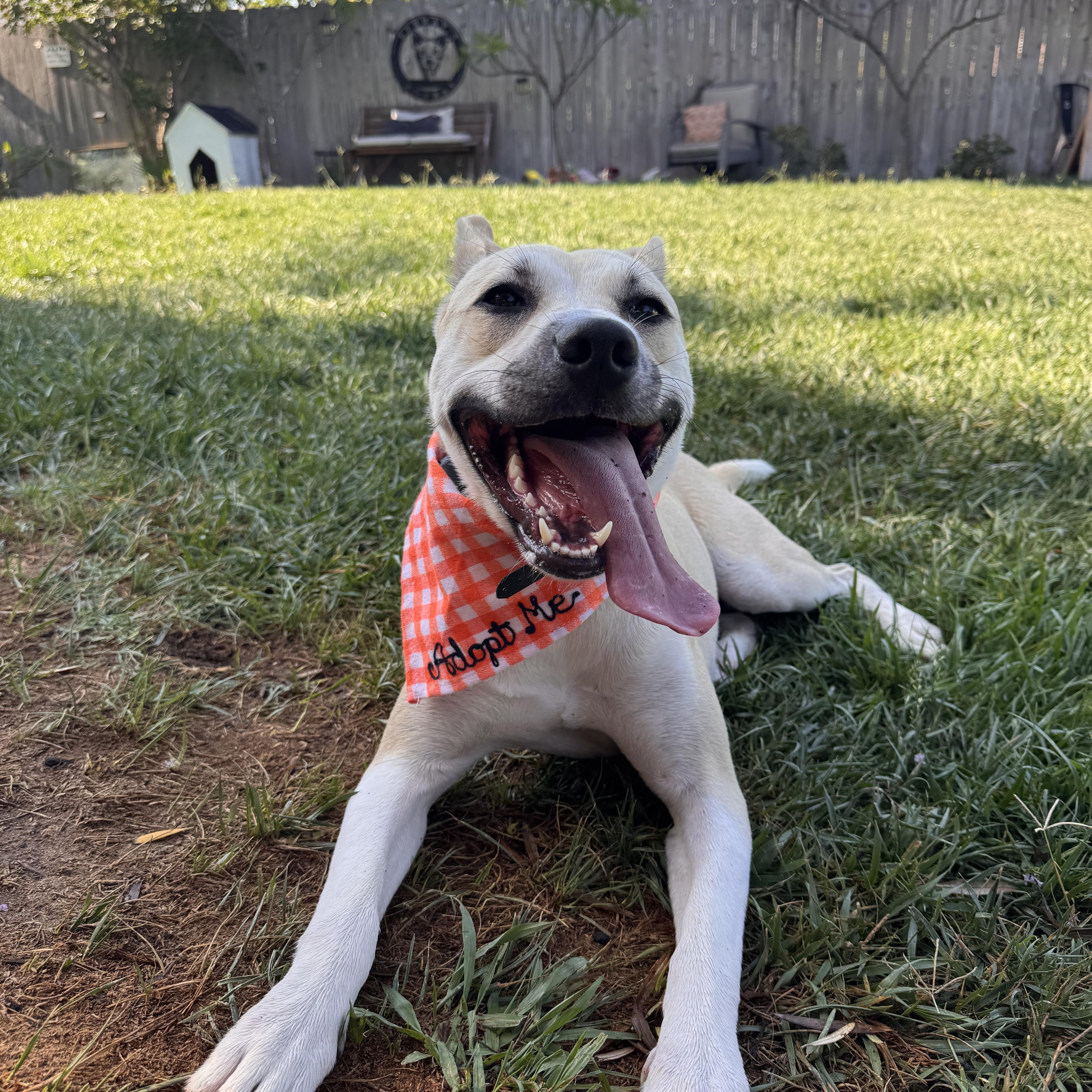 Enlarge Poppy, a Adopted mixed breed in San Diego, CA image 5/6