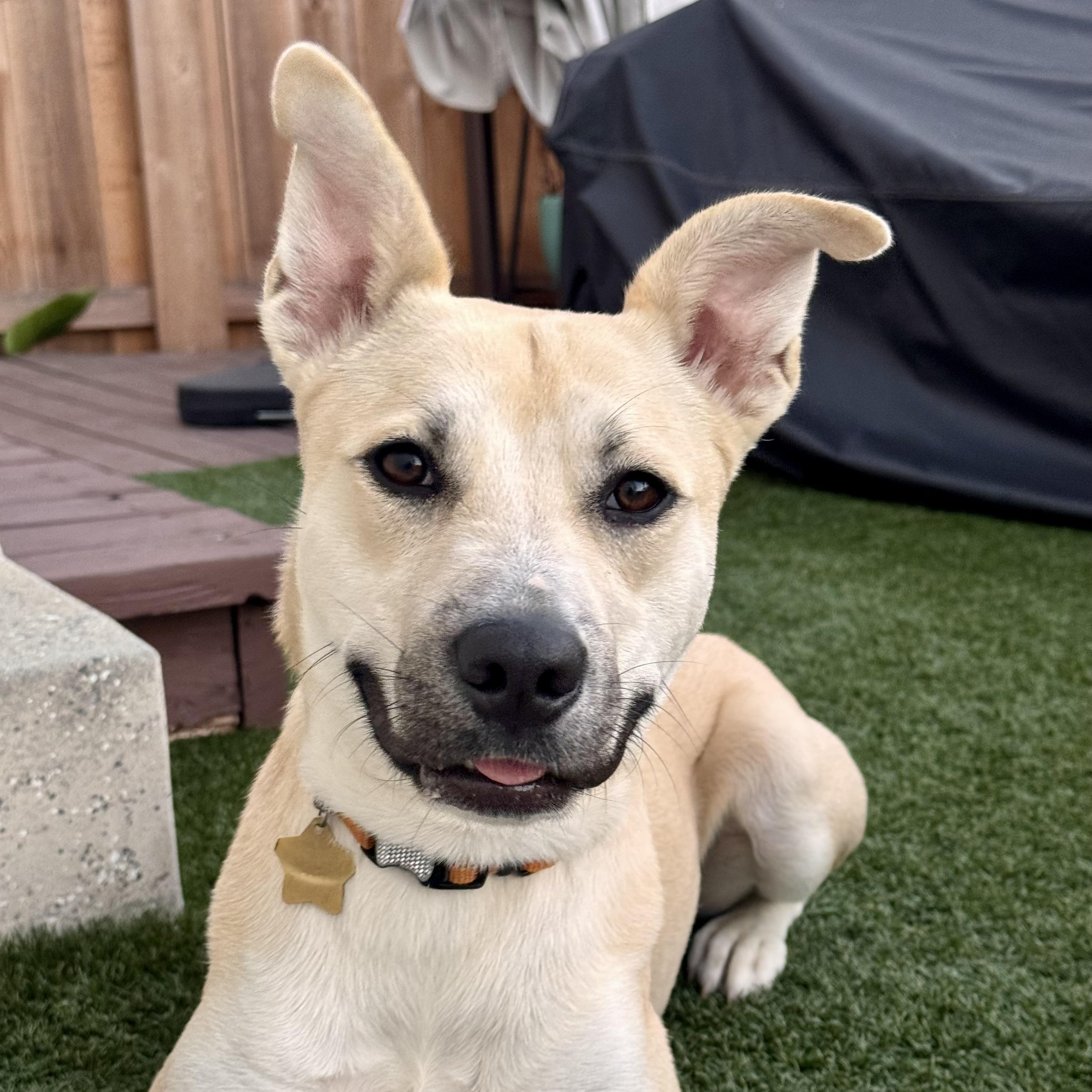 Enlarge Poppy, a Adopted mixed breed in San Diego, CA image 1/6