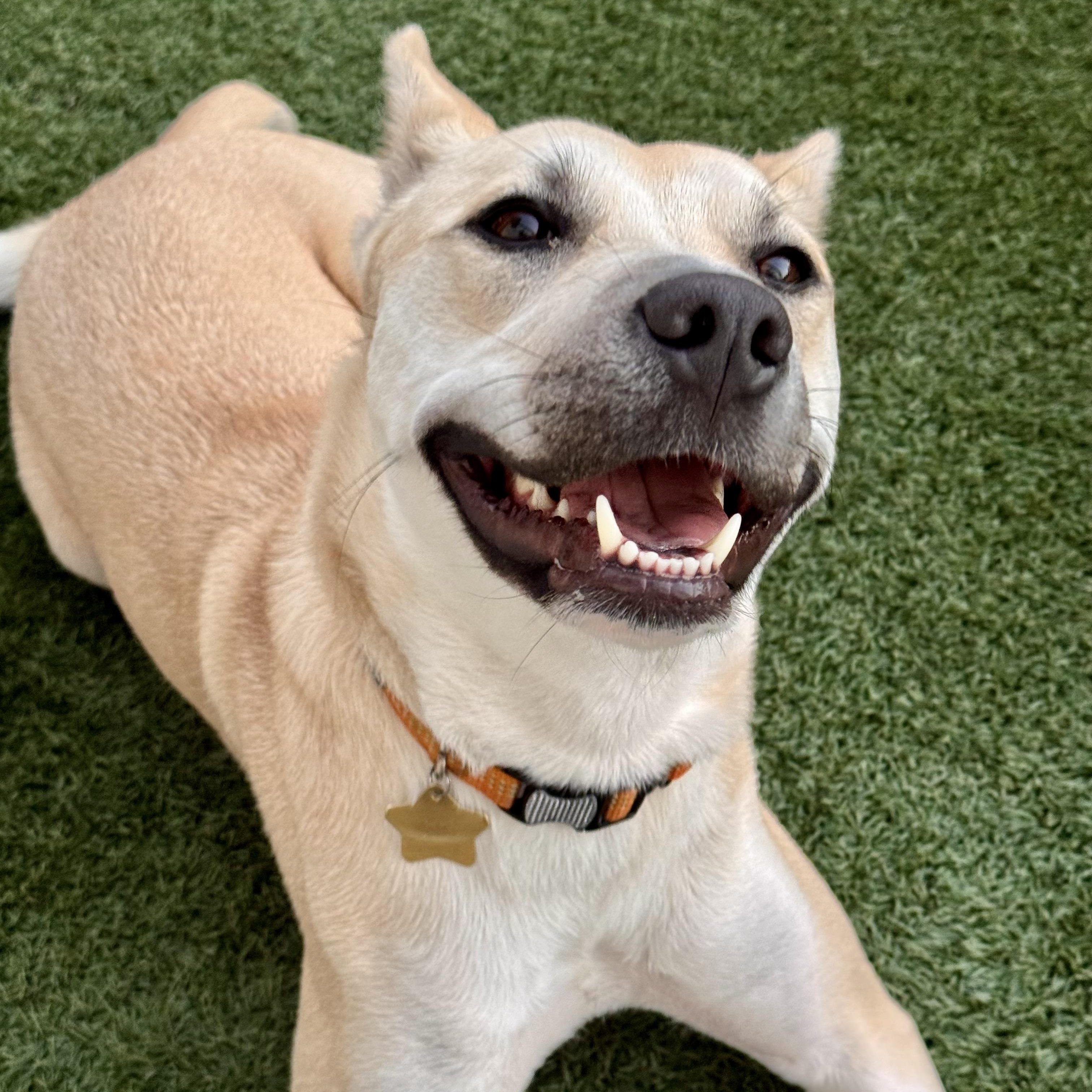 Enlarge Poppy, a Adopted mixed breed in San Diego, CA image 4/6