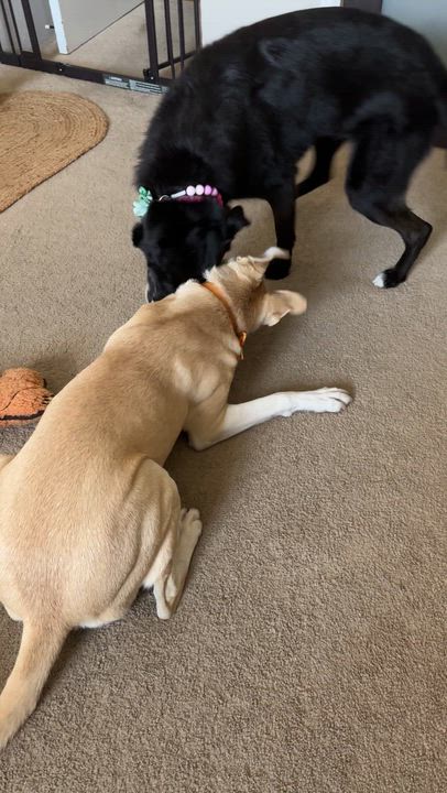 Enlarge Poppy, a Adopted mixed breed in San Diego, CA video 3/6