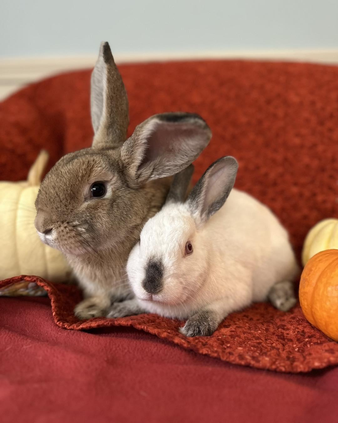 Lupe *bonded to Cashew, Adoptable, Adult Male Bunny Rabbit.