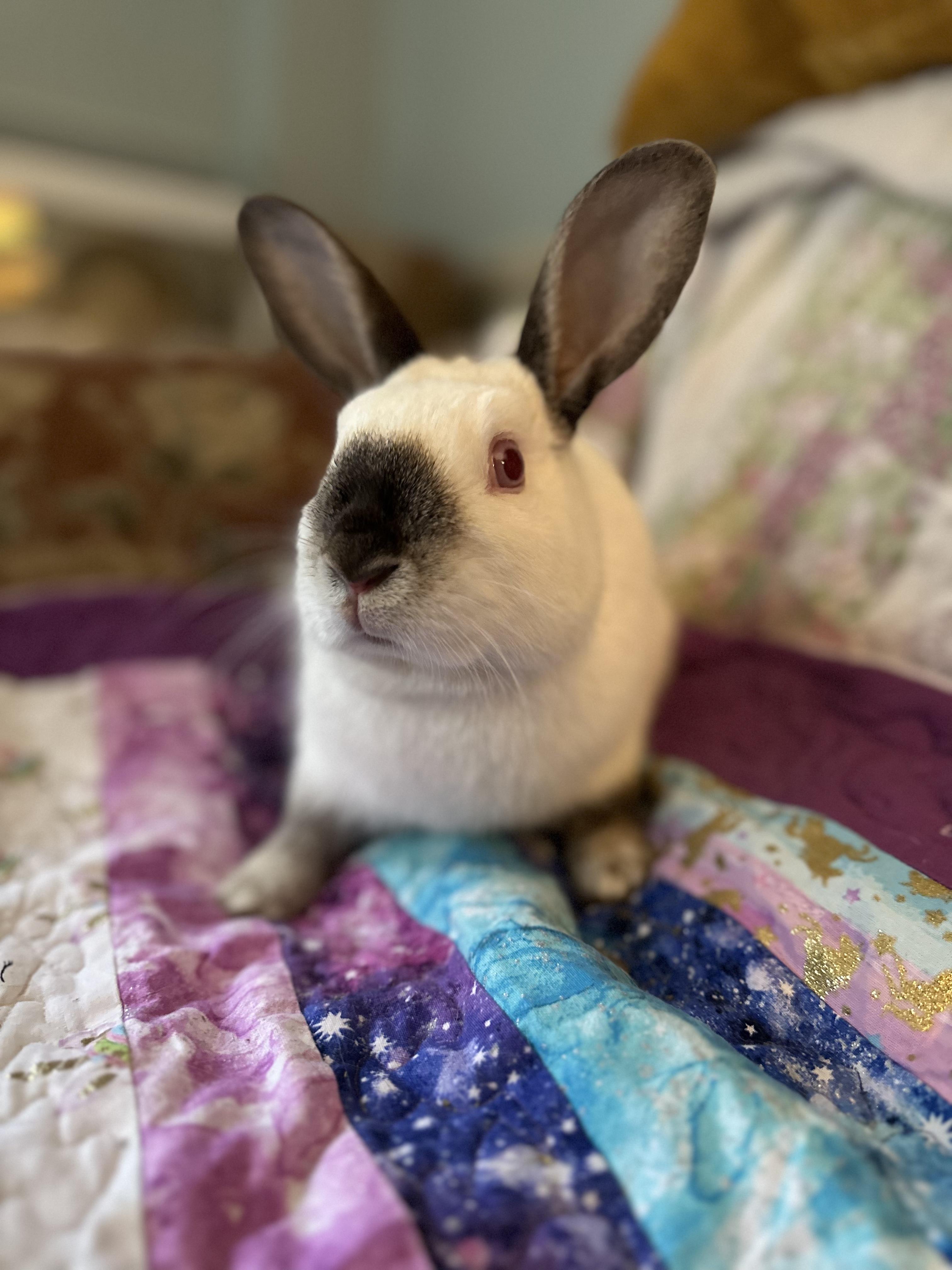 Enlarge Lupe *bonded to Cashew, a Adoptable mixed breed in Westbrook, ME image 2/5