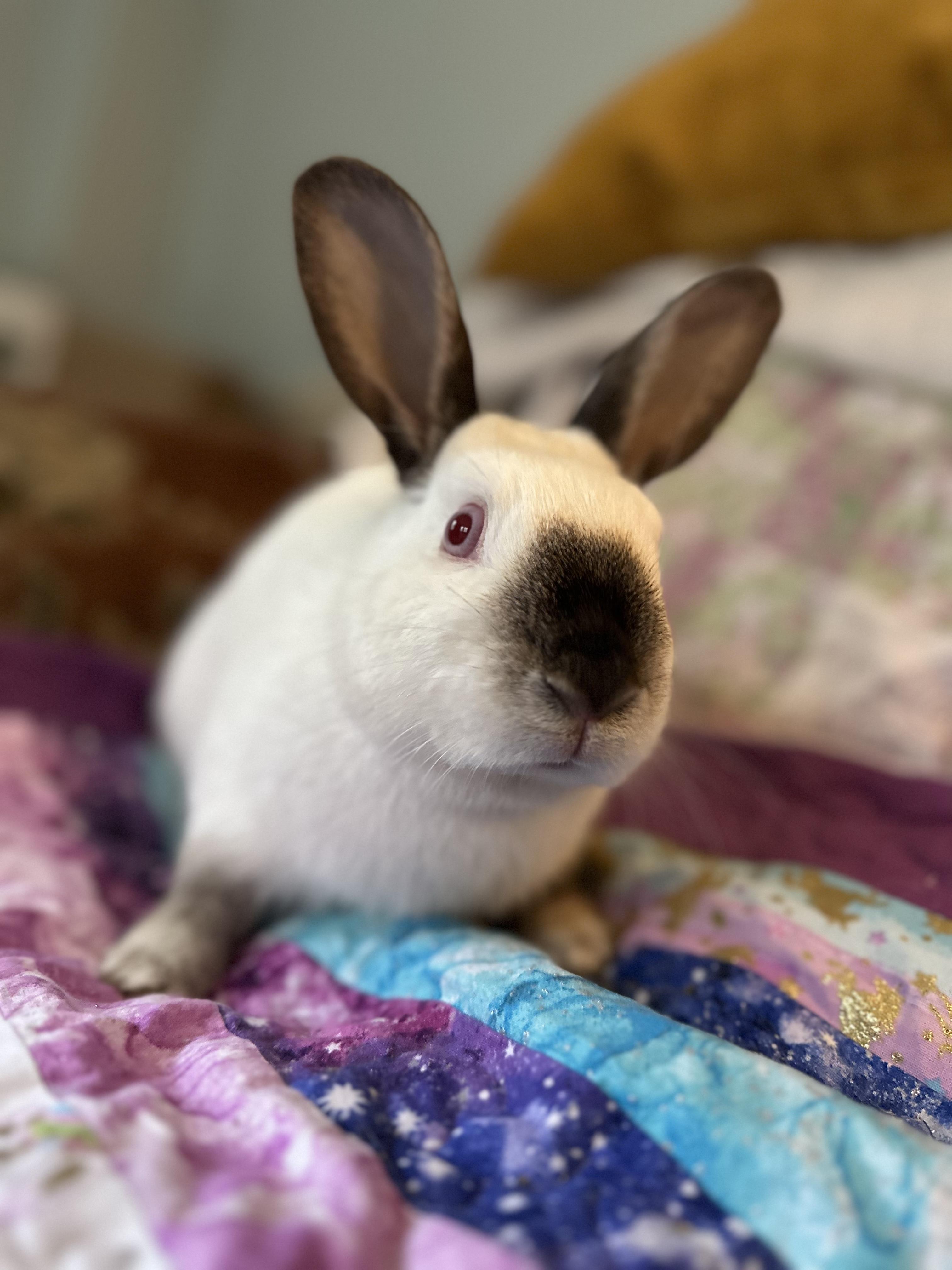 Enlarge Lupe *bonded to Cashew, a Adoptable mixed breed in Westbrook, ME image 3/5