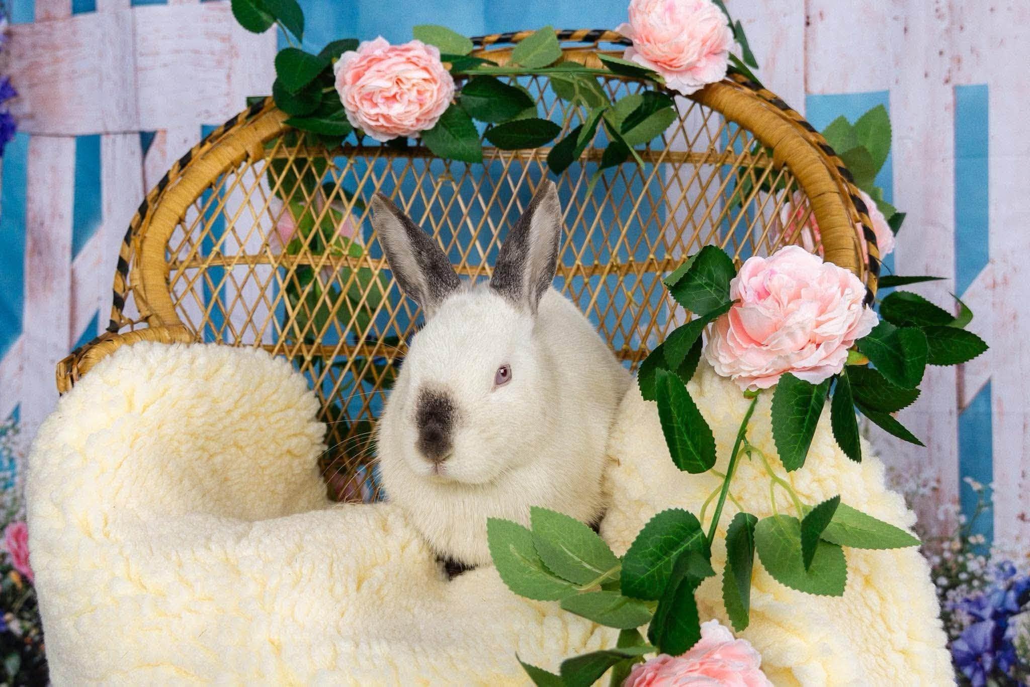 Enlarge Lupe *bonded to Cashew, a Adoptable mixed breed in Portland, ME image 1/5