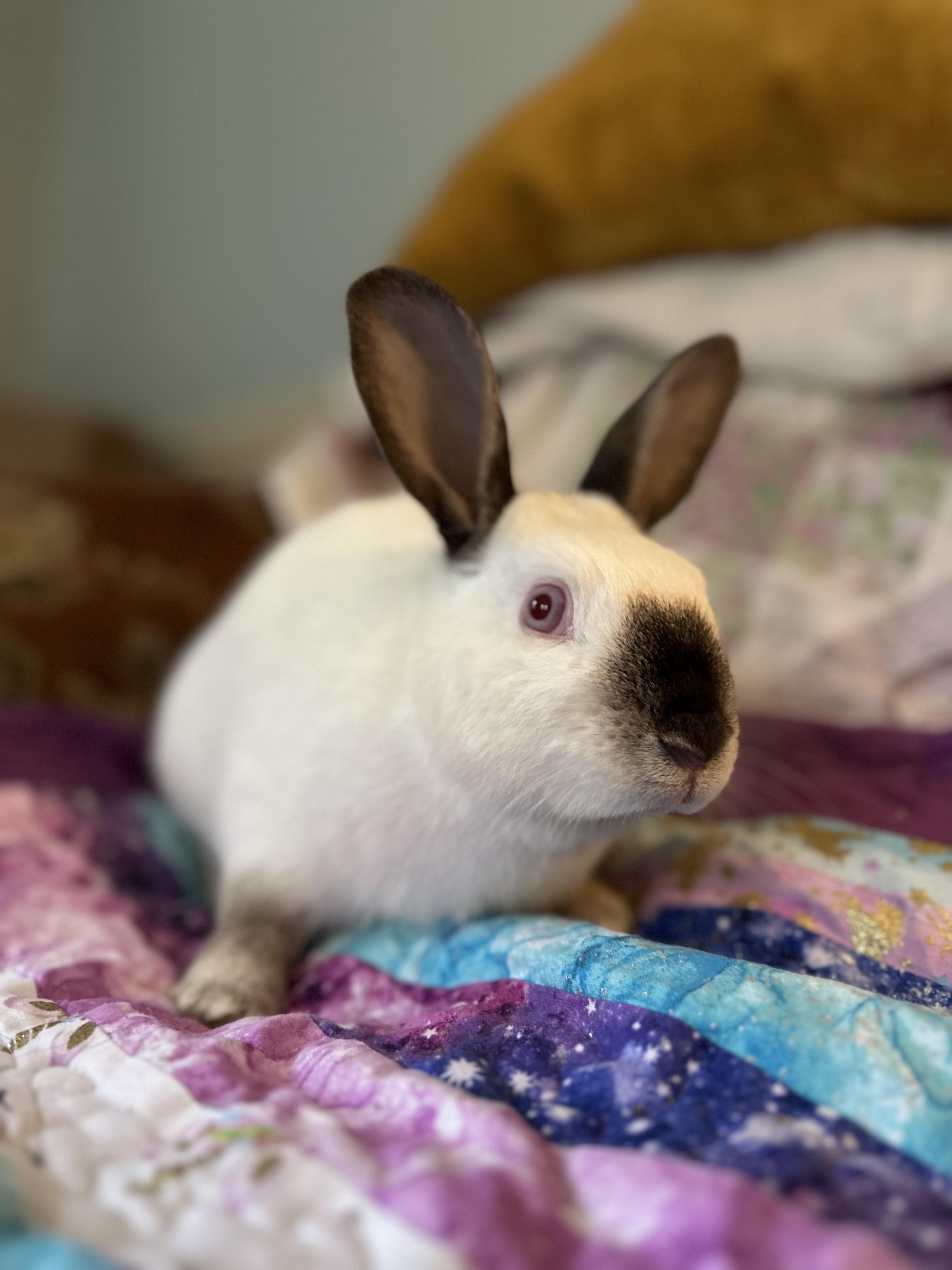 Enlarge Lupe *bonded to Cashew, a Adoptable mixed breed in Westbrook, ME image 5/5