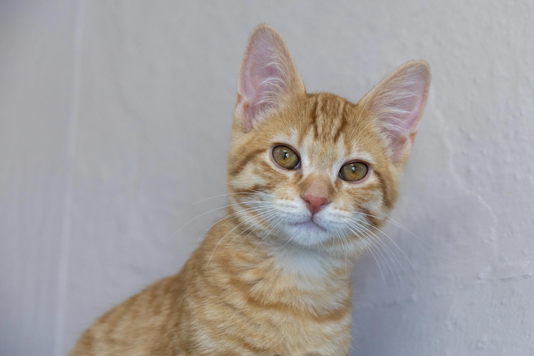 Mr. Bean, an adopted Domestic Short Hair in Fountain Hills, AZ image 2/2