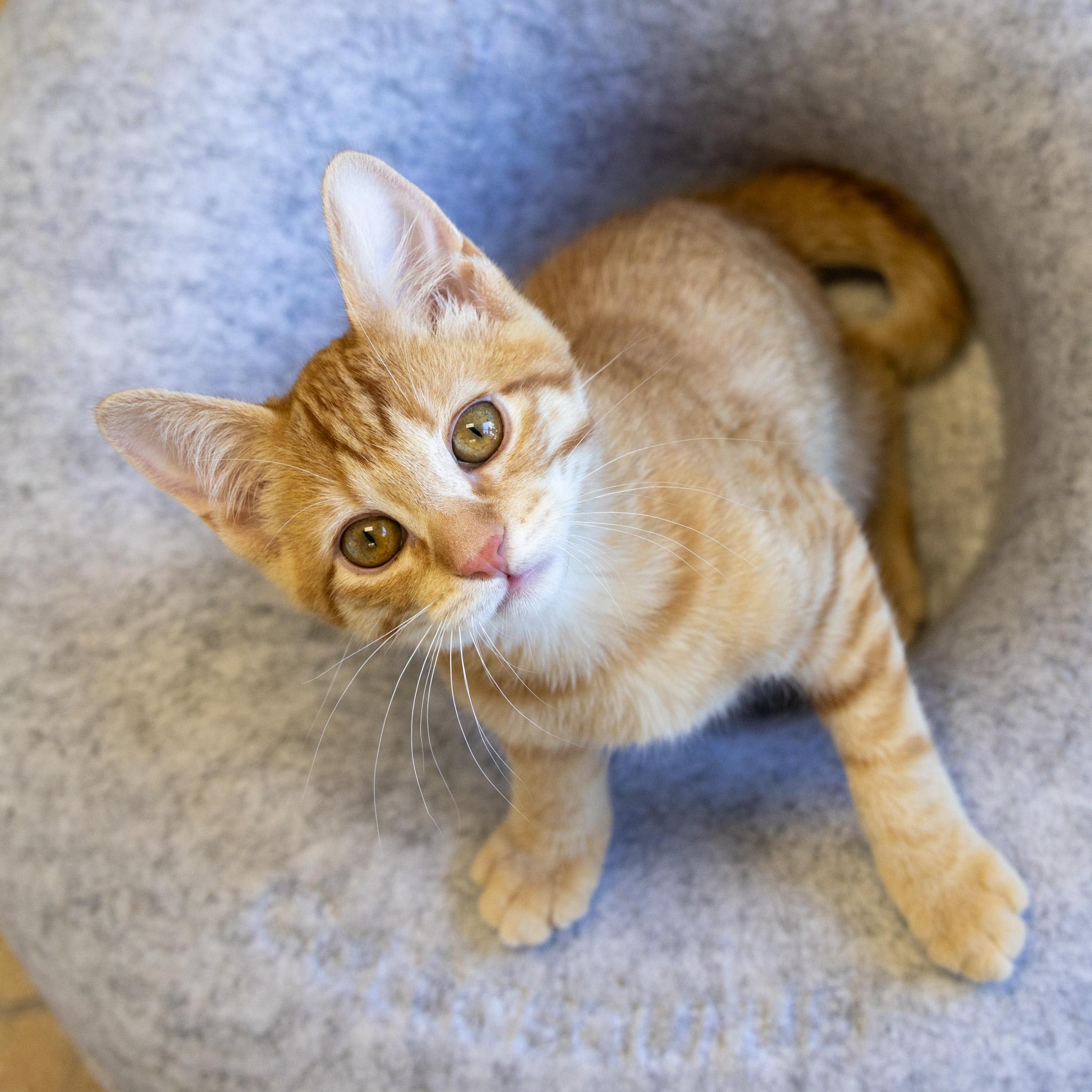 Mr. Bean, adopted, Kitten Male Domestic Short Hair.