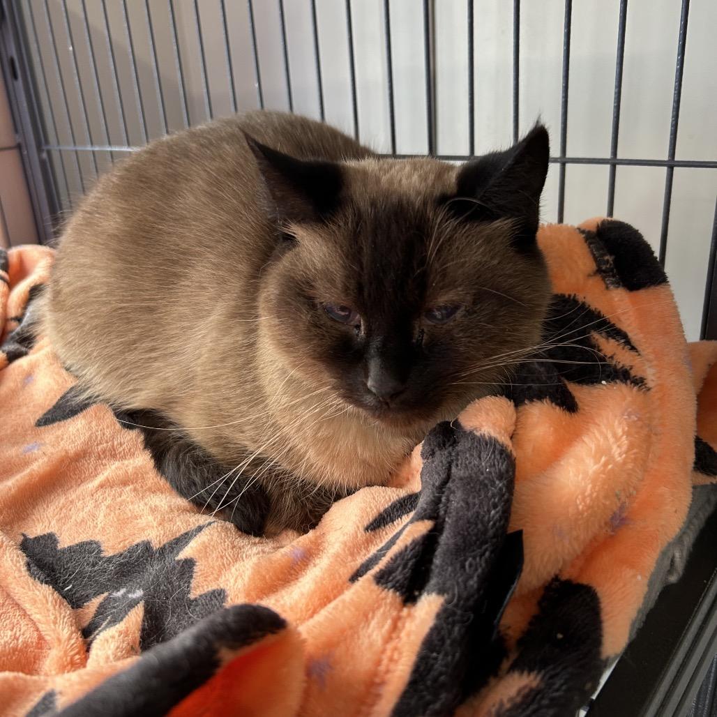 Chilis, Adoptable, Adult Female Siamese.