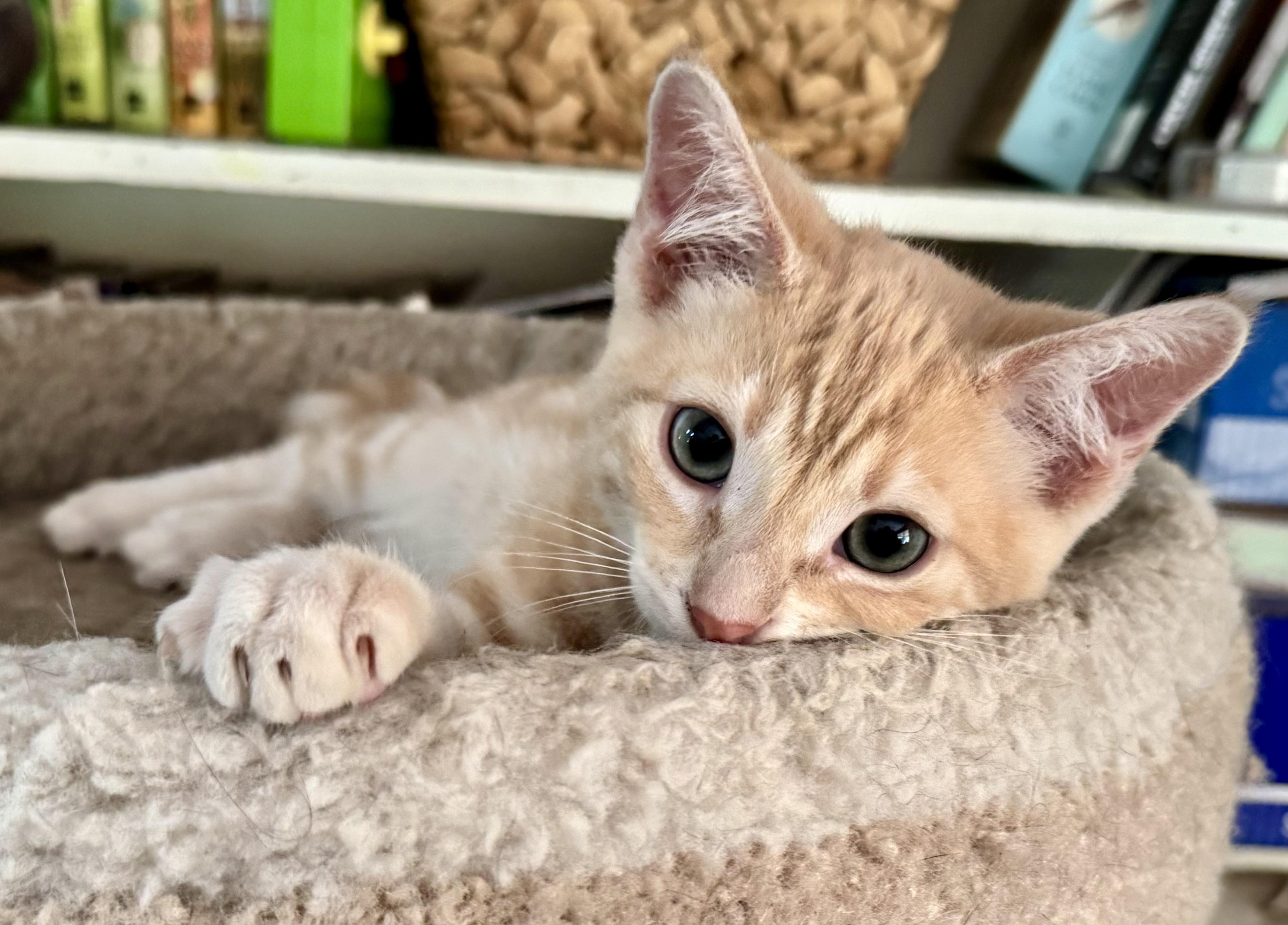 Radley, a ADOPTABLE Tabby in Lancaster, CA image 2/6