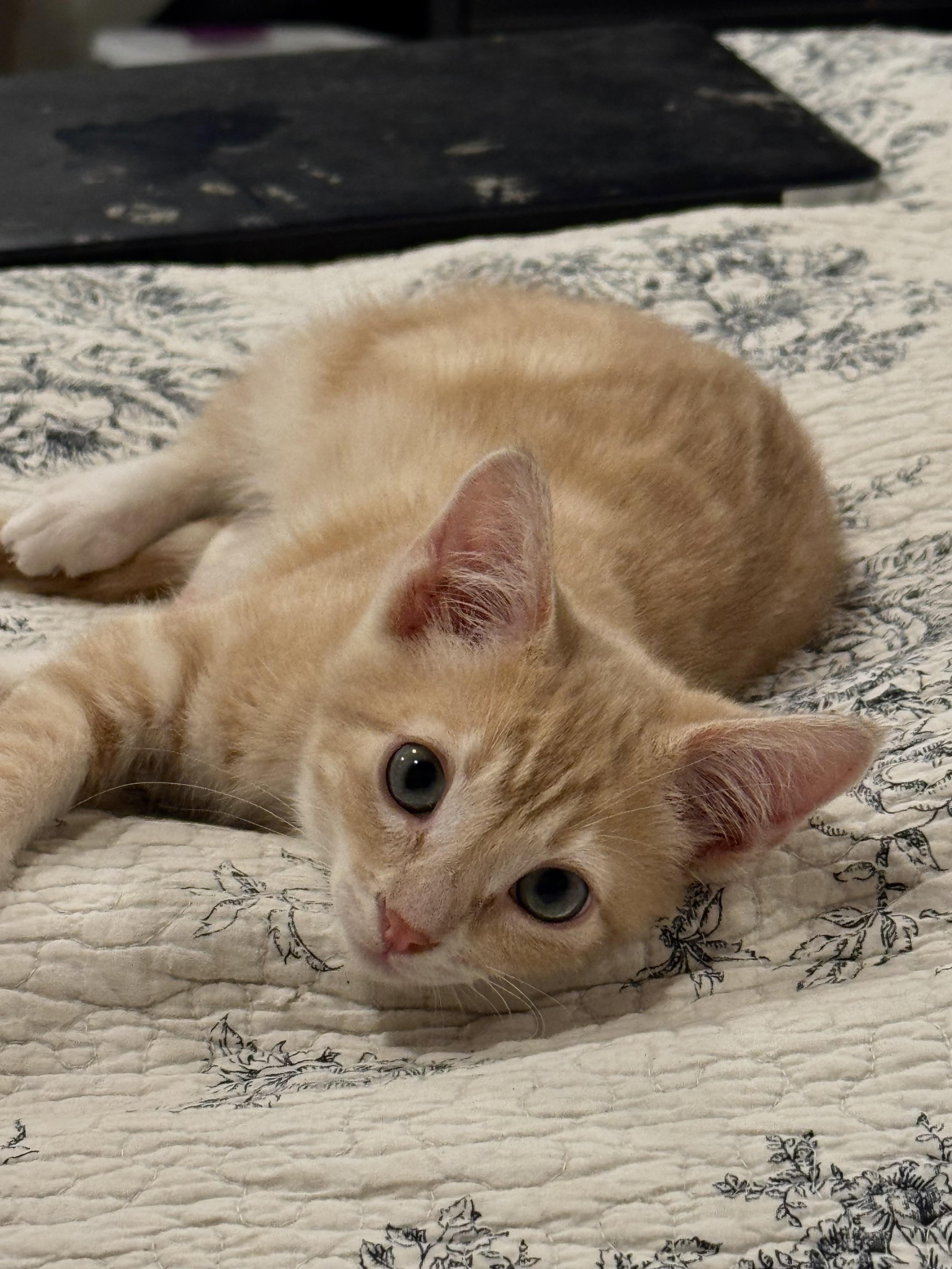 Radley, a ADOPTABLE Tabby in Lancaster, CA image 5/6