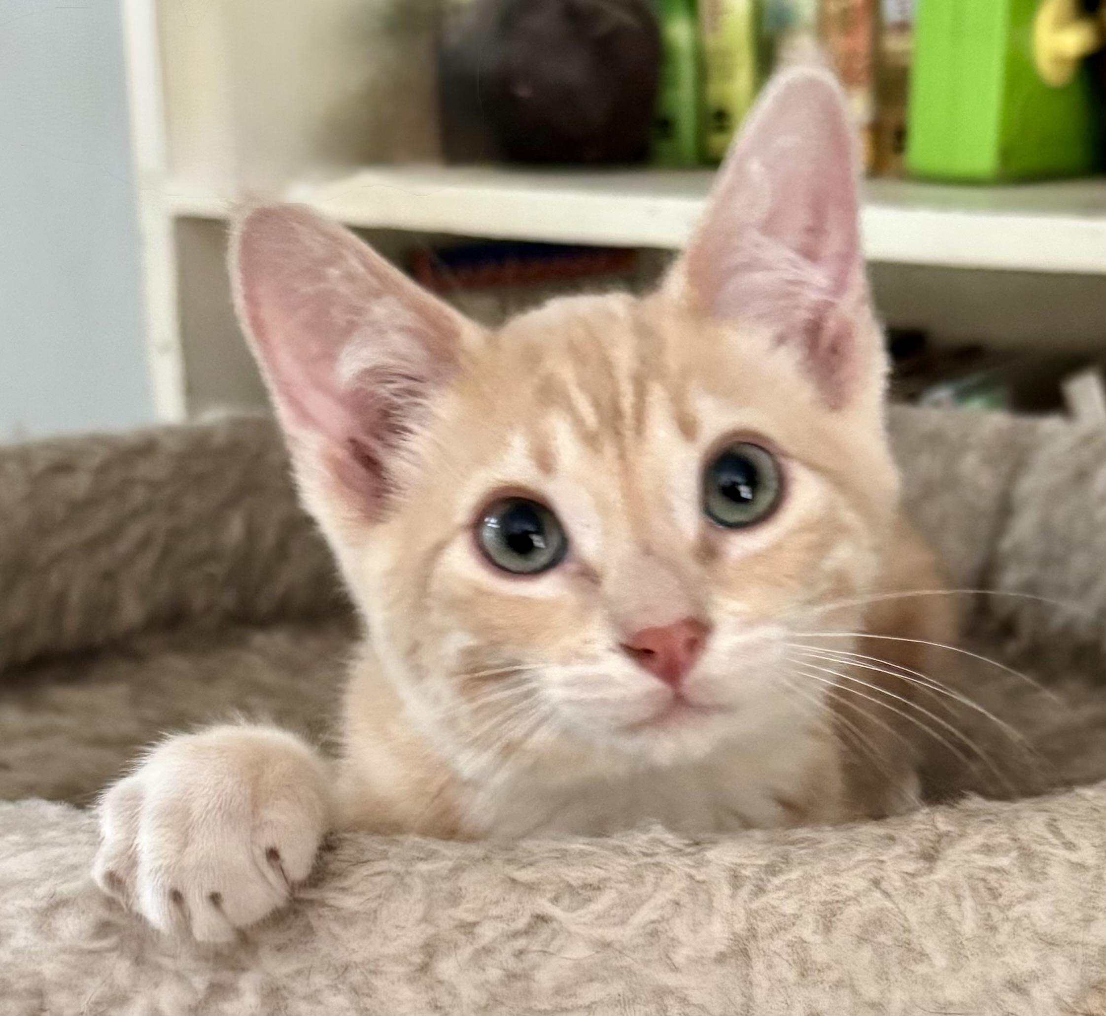 Radley, a ADOPTABLE Tabby in Lancaster, CA image 1/6