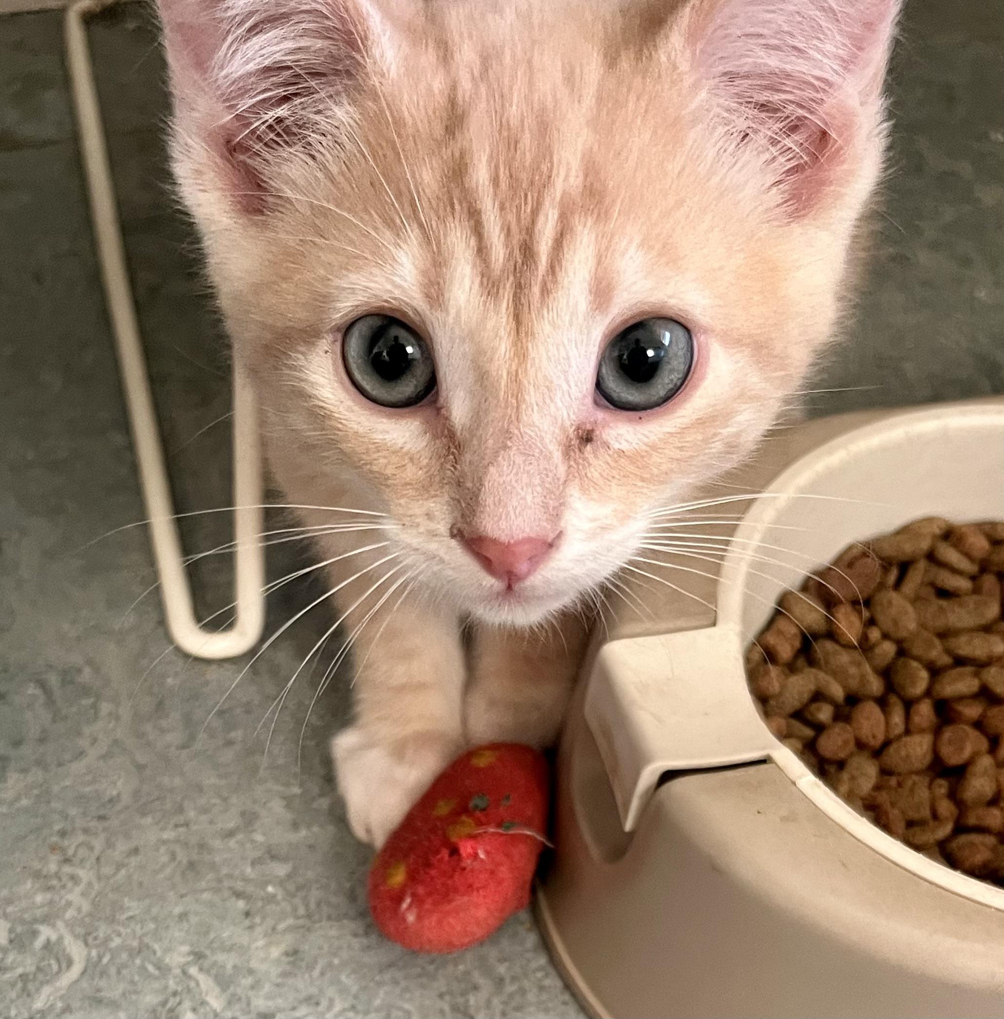 Radley, a ADOPTABLE Tabby in Lancaster, CA image 4/6