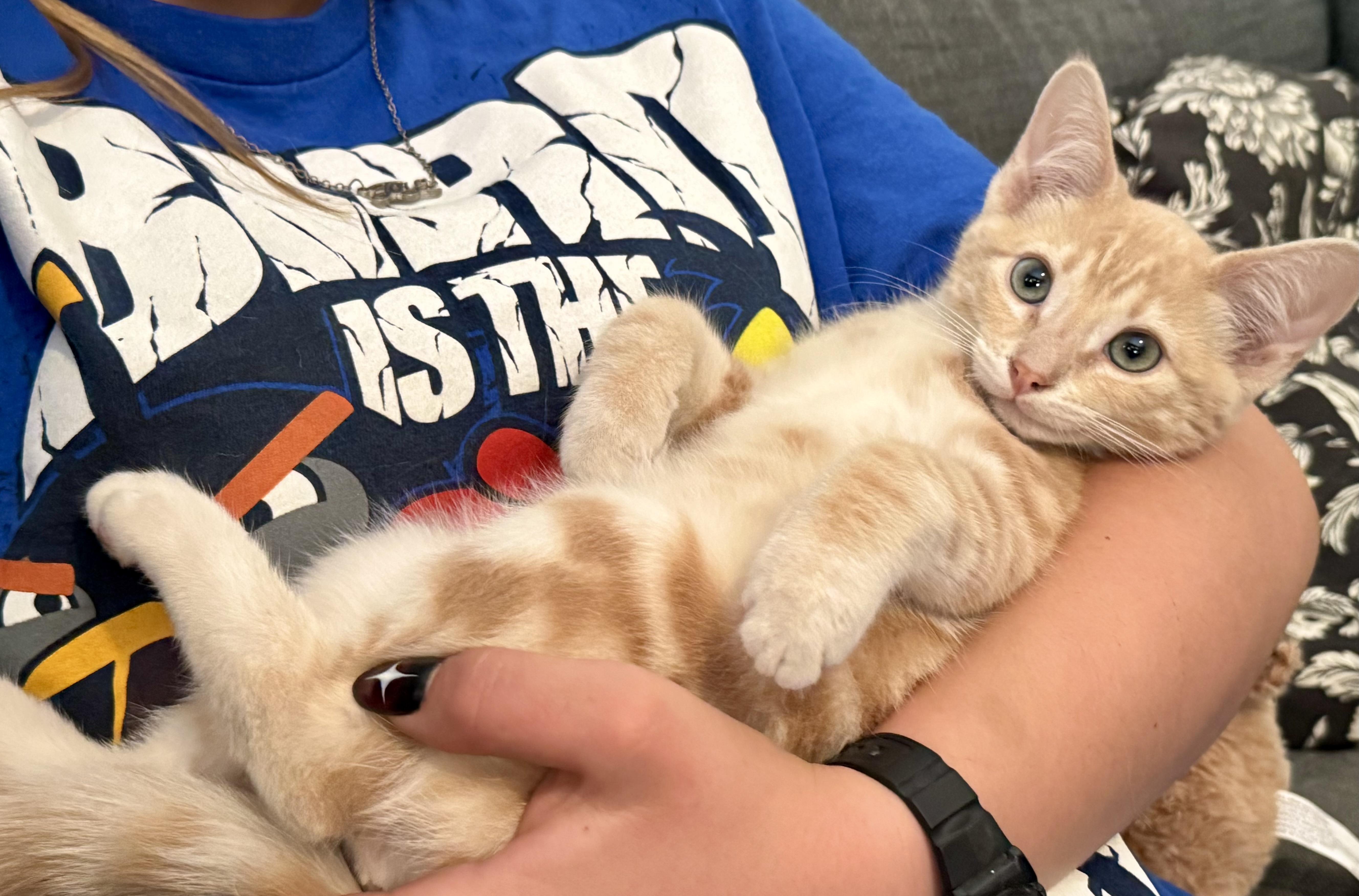Radley, a ADOPTABLE Tabby in Lancaster, CA image 6/6