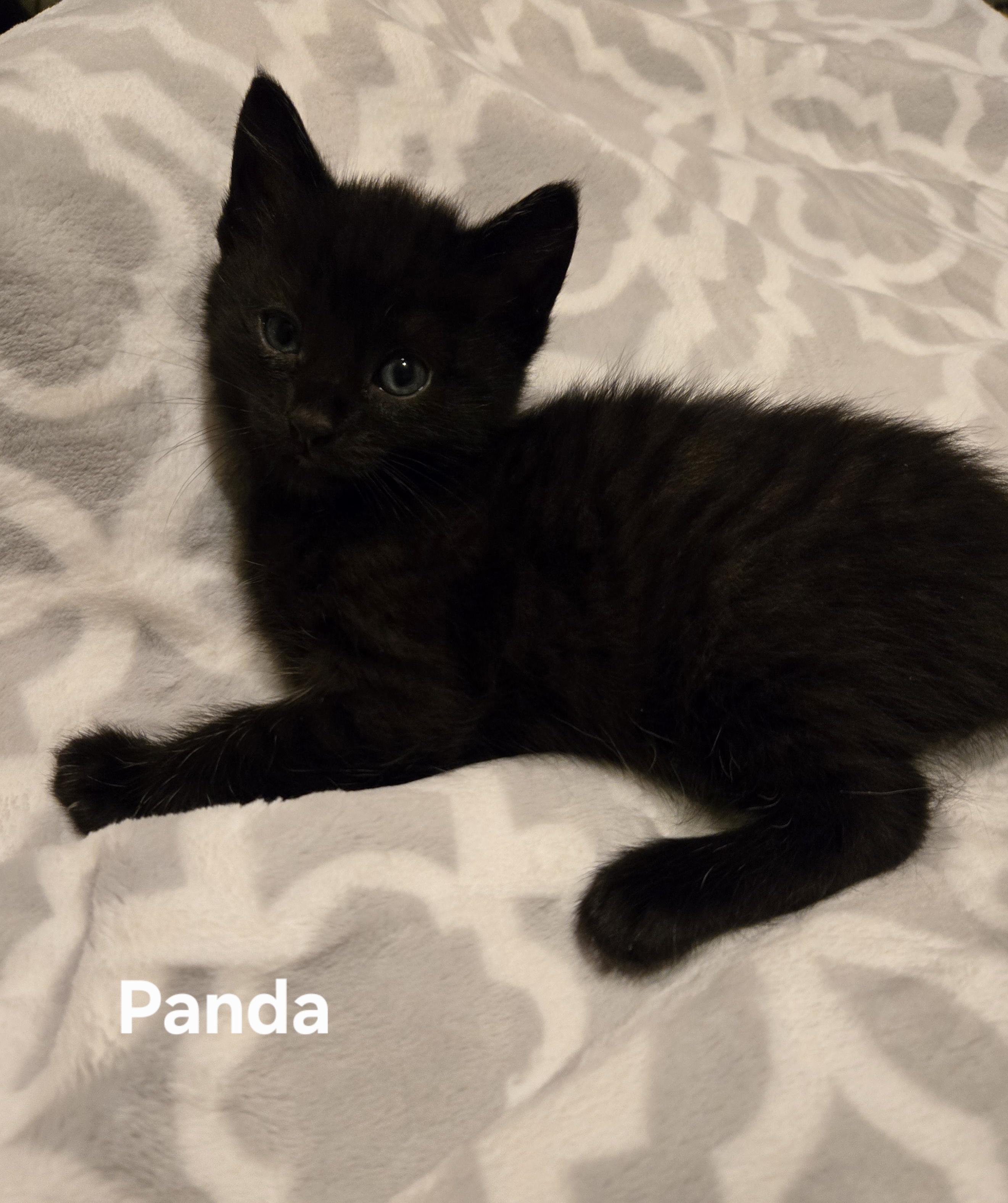 Panda, Adoptable, Kitten Female Domestic Short Hair.