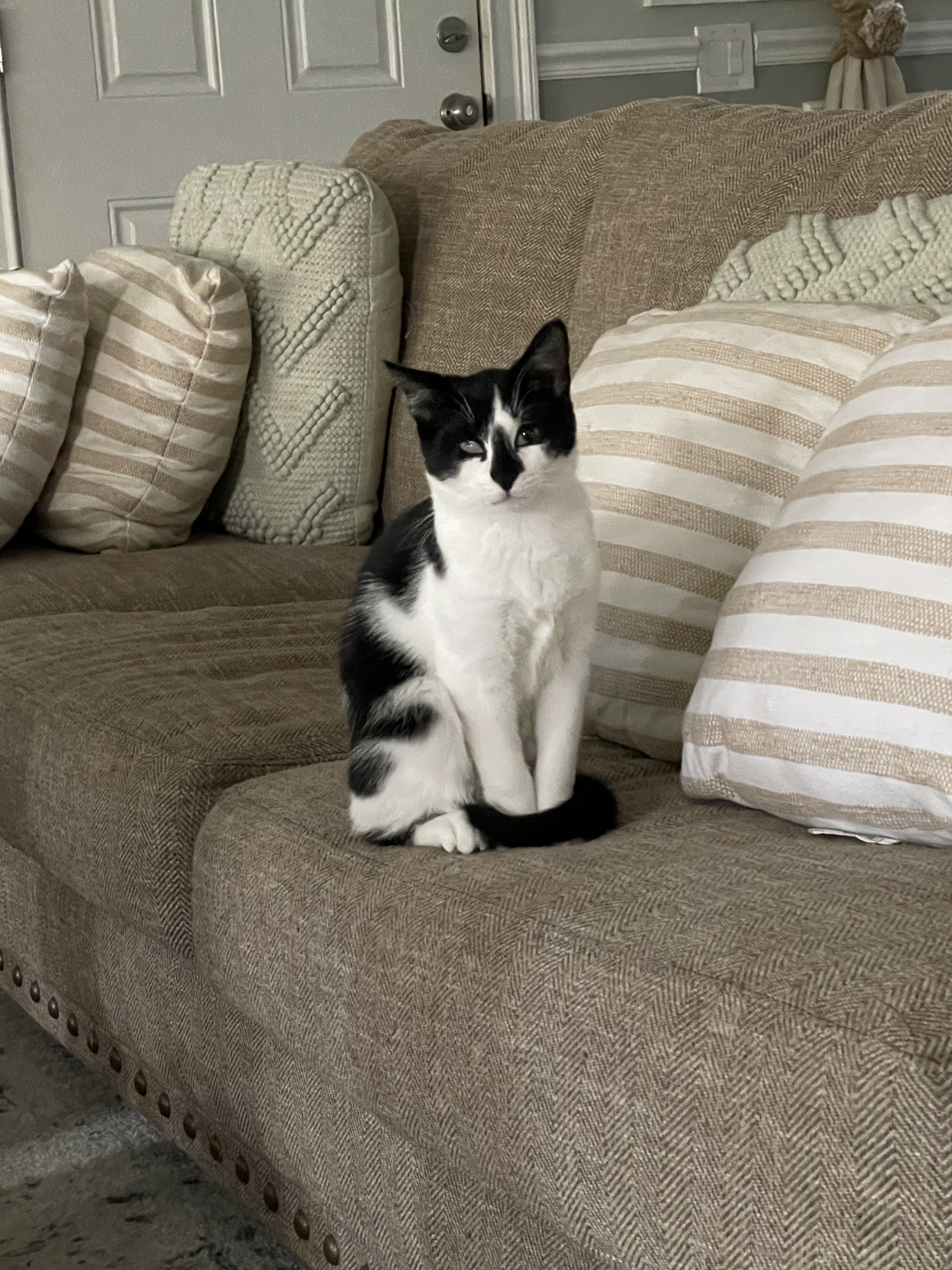 Key, Adoptable, Kitten Female Domestic Short Hair.