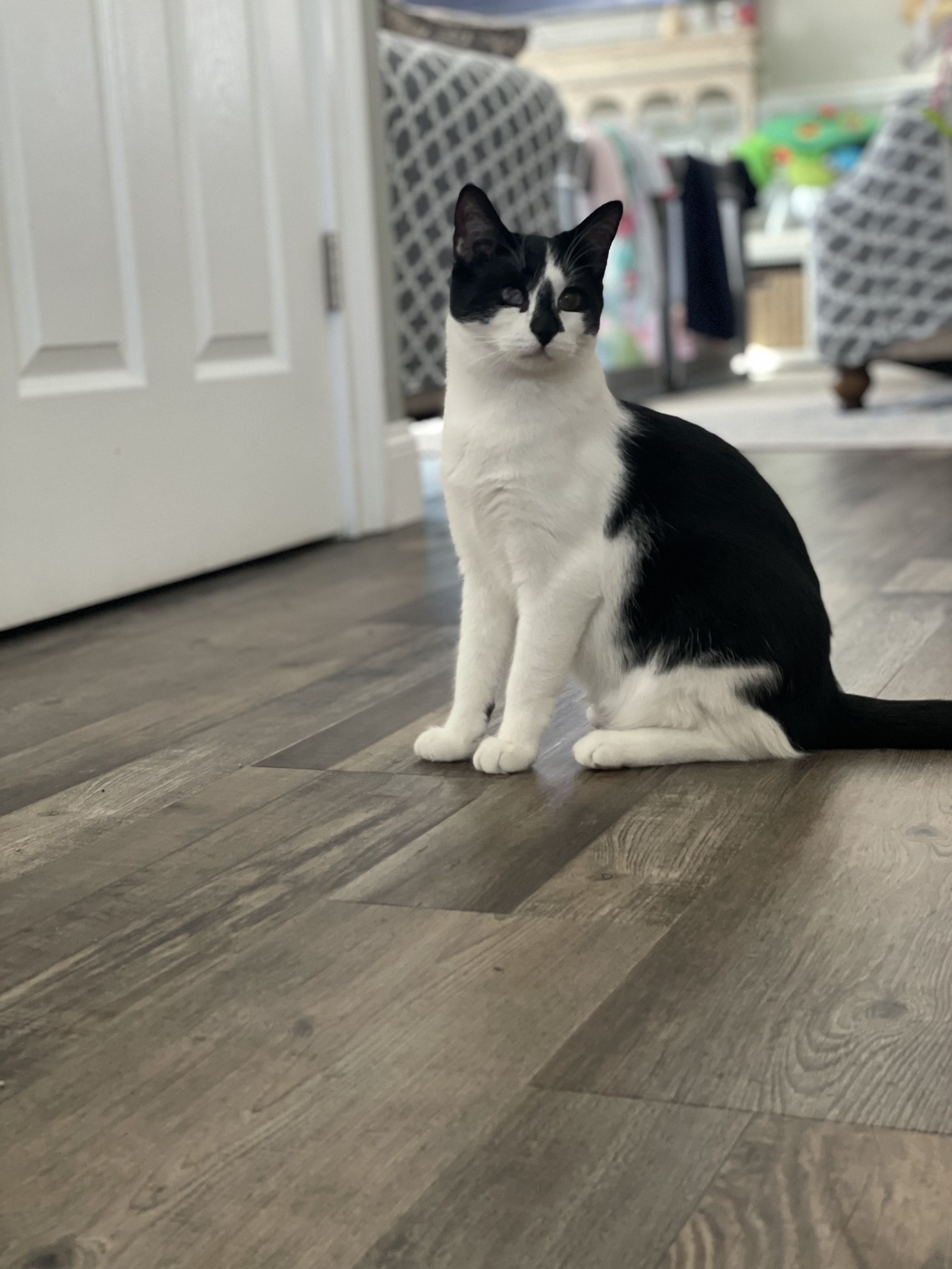 Key, a Adoptable Domestic Short Hair in Manorville, NY image 2/10