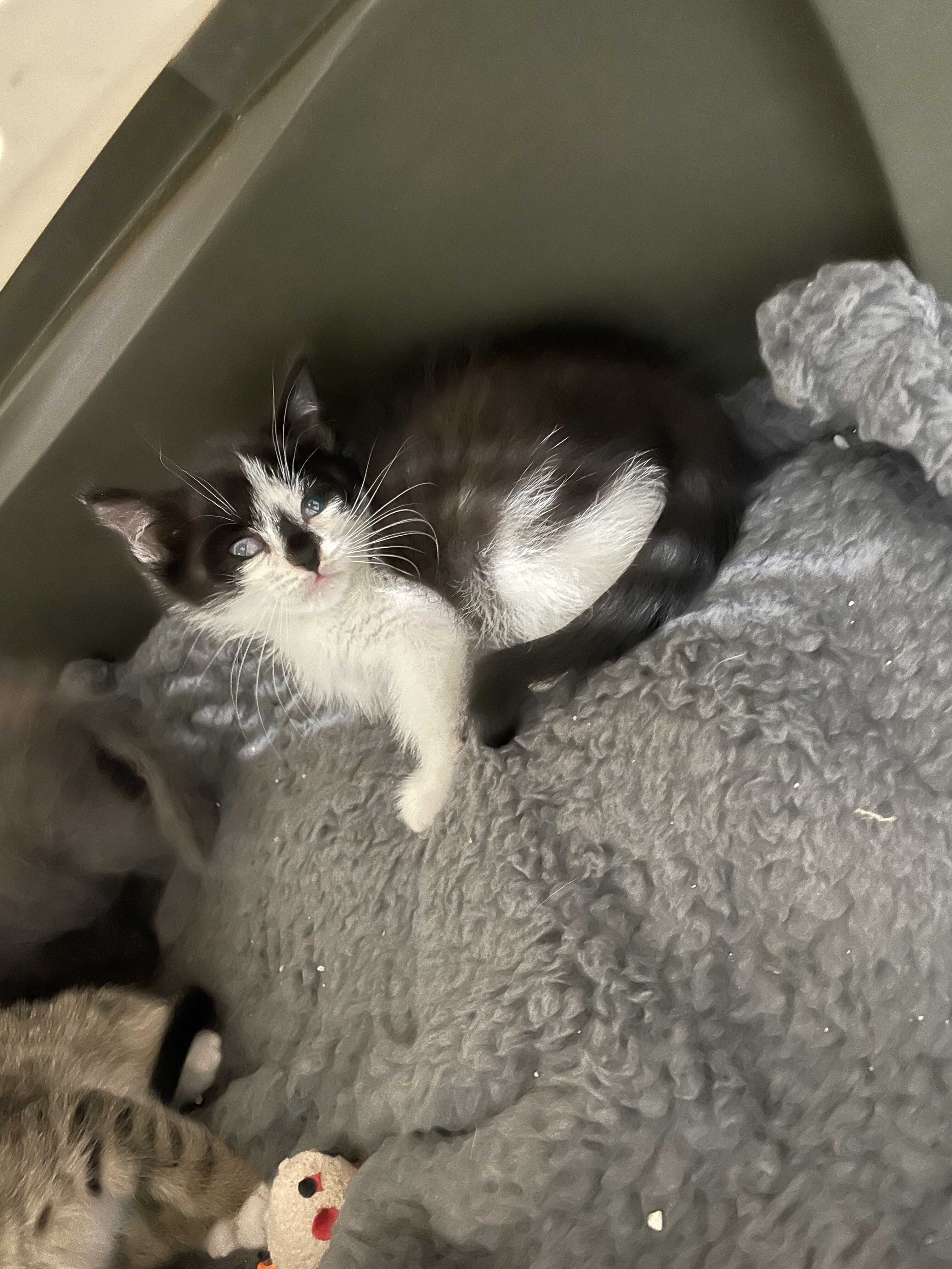 Key, a Adoptable Domestic Short Hair in Manorville, NY image 3/10