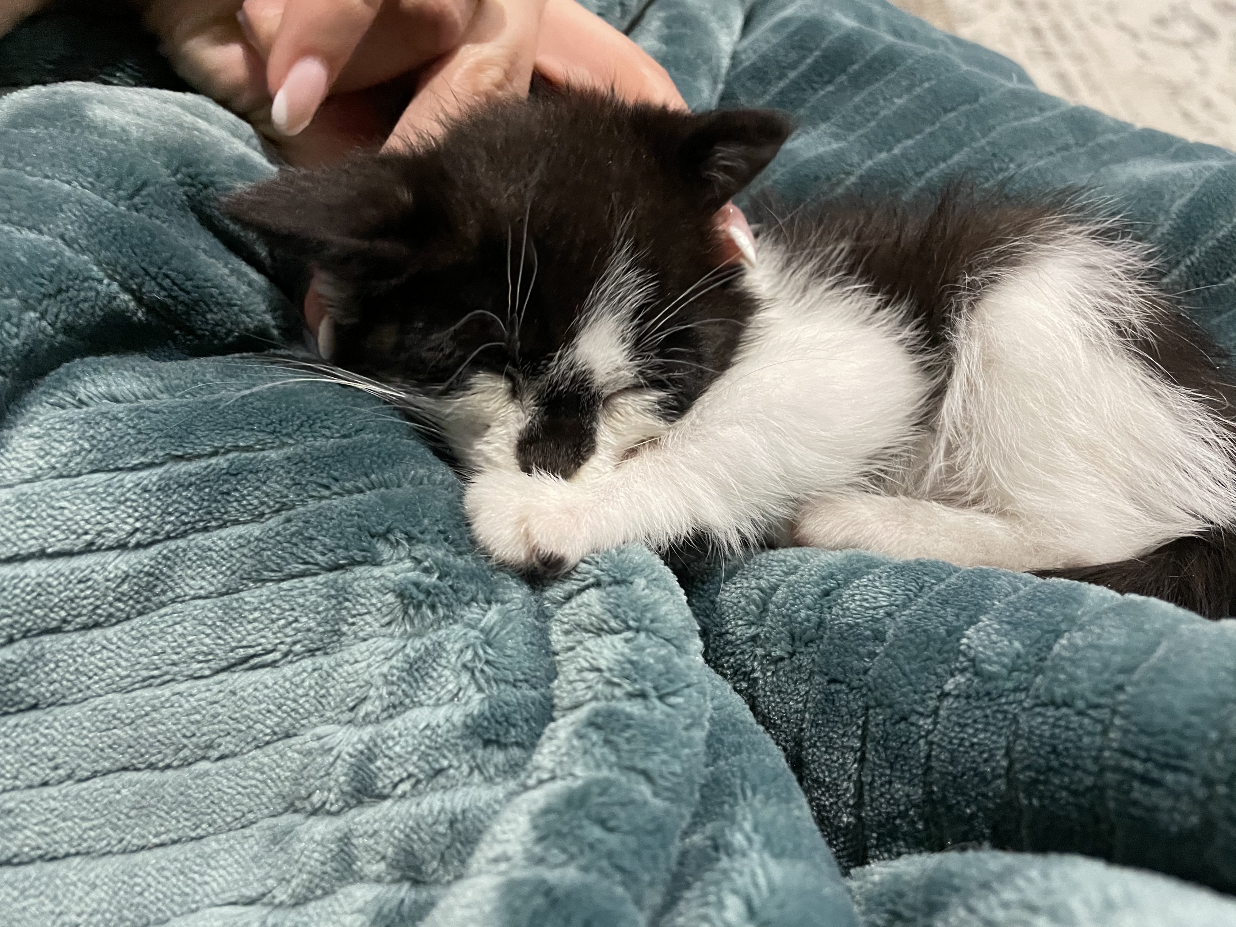 Key, a Adoptable Domestic Short Hair in Manorville, NY image 4/10