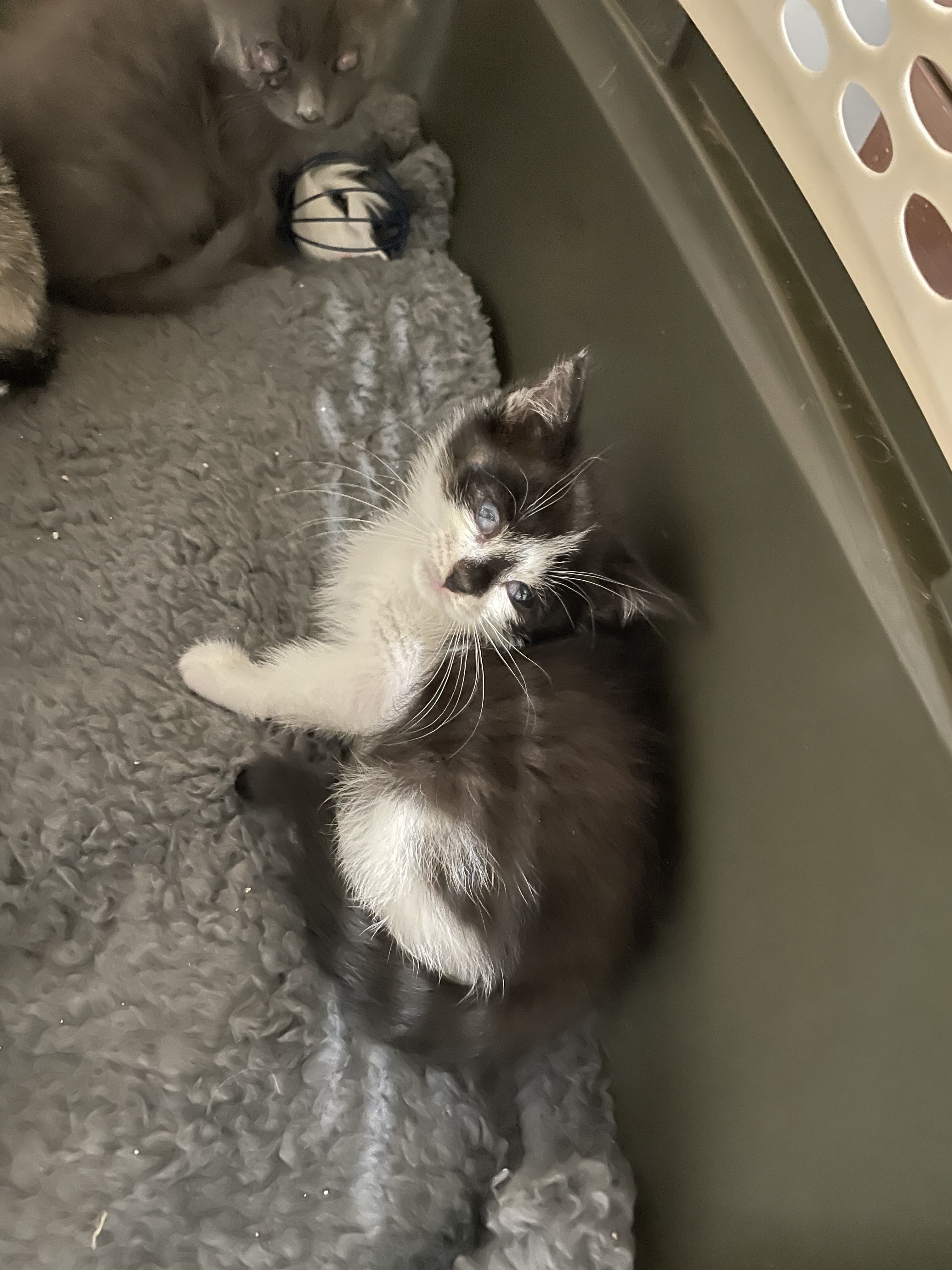 Key, a Adoptable Domestic Short Hair in Manorville, NY image 5/10