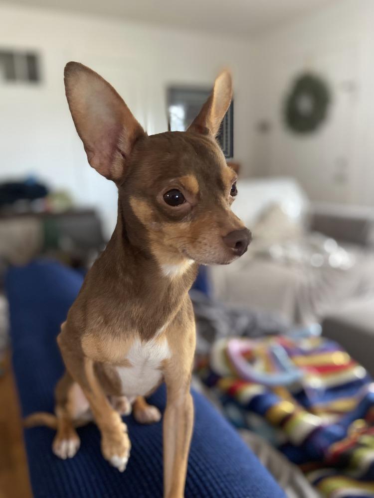 Dale, Adoptable, Young Male Chihuahua.