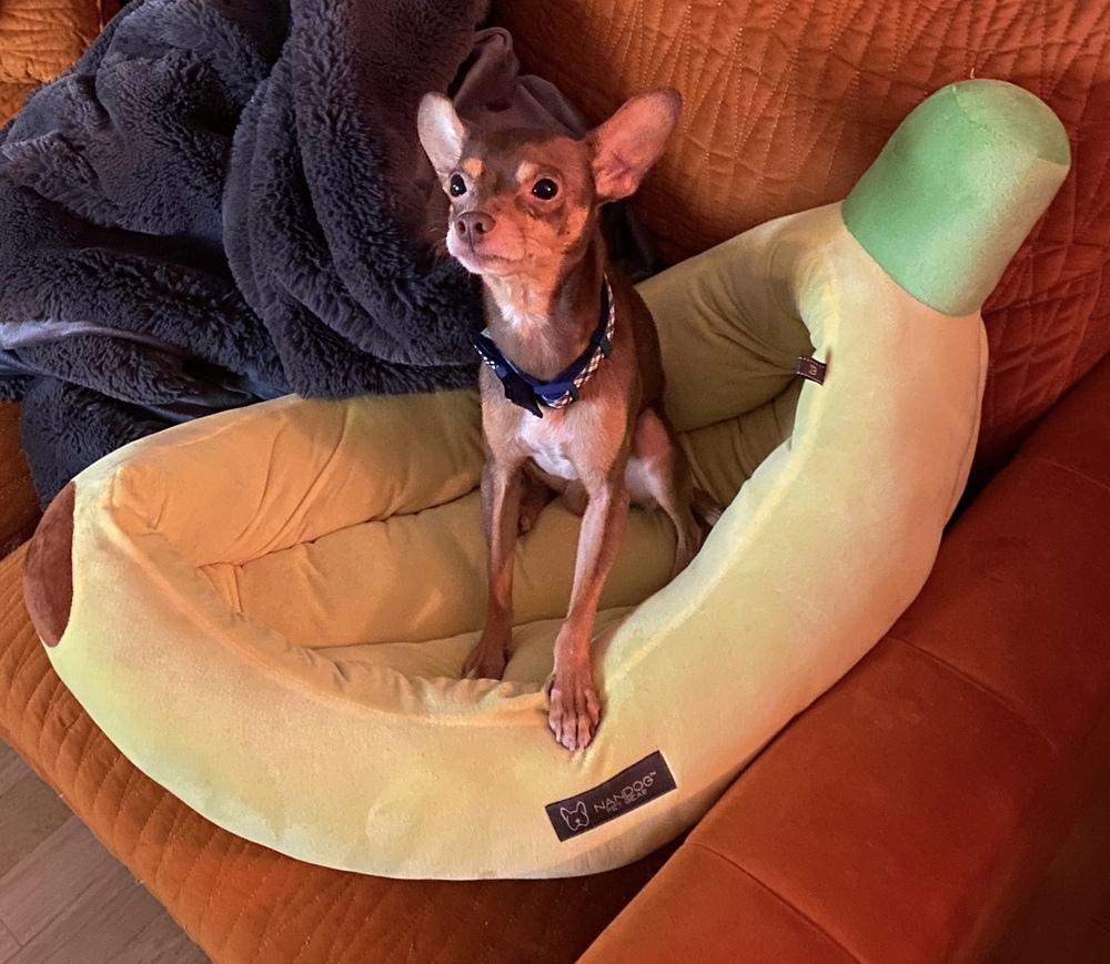 Dale, Adoptable, Young Male Chihuahua.