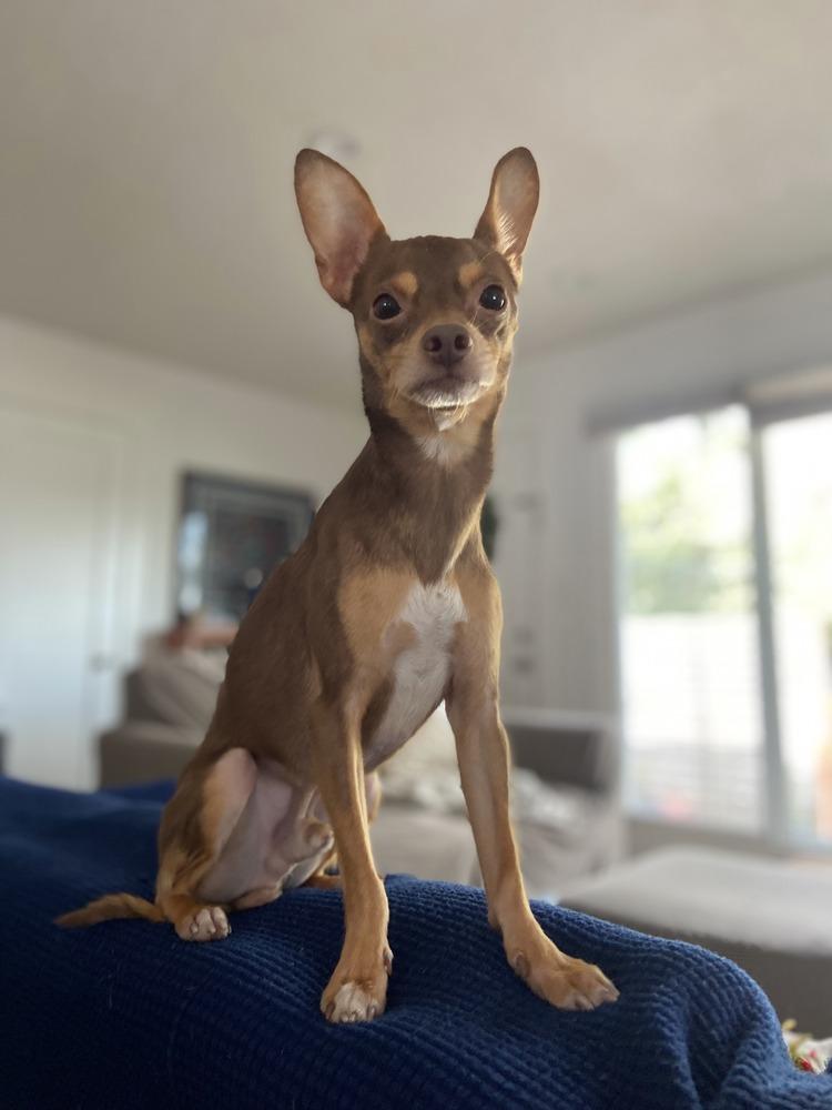 Enlarge Dale, a Adoptable mixed breed in Gig Harbor, WA image 2/6