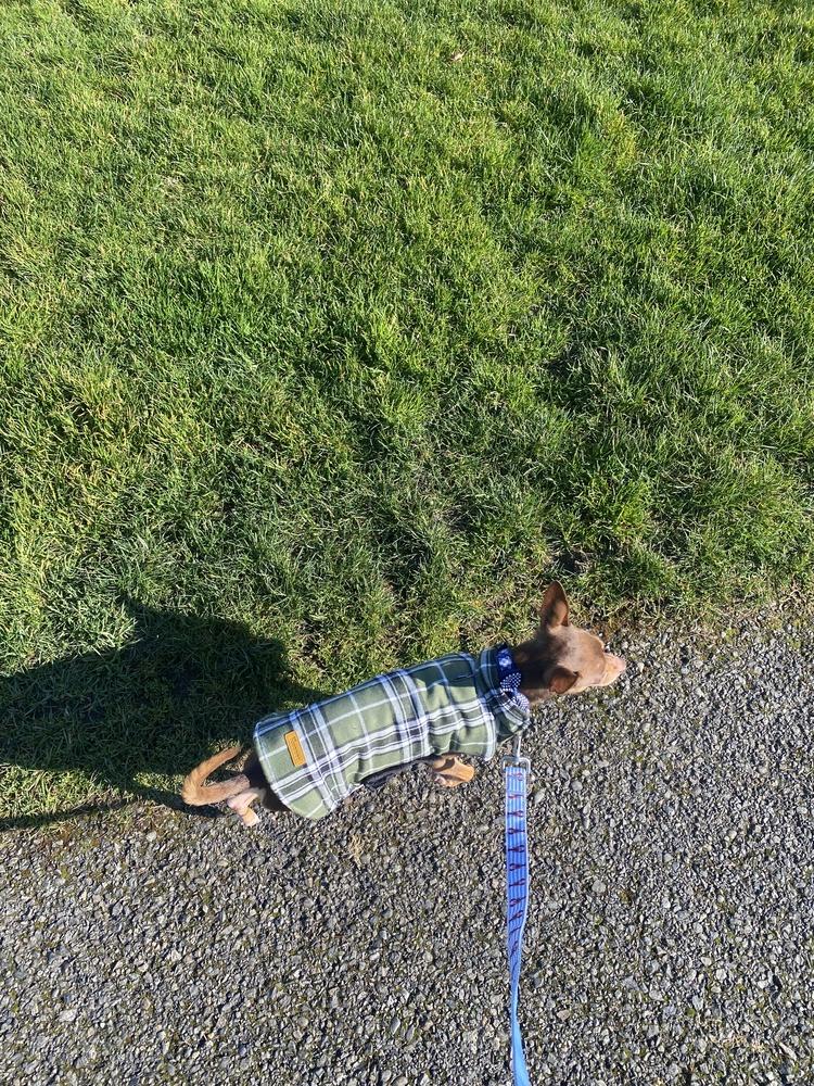 Enlarge Dale, a Adoptable mixed breed in Gig Harbor, WA image 2/4