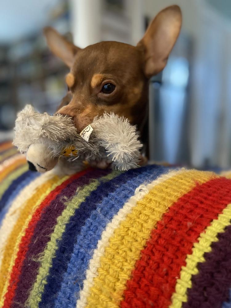 Enlarge Dale, a Adoptable mixed breed in Gig Harbor, WA image 4/6