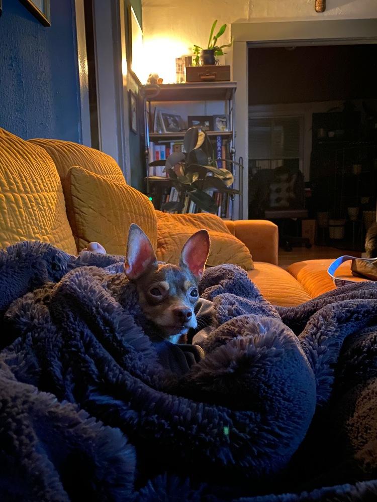 Enlarge Dale, a Adoptable mixed breed in Gig Harbor, WA image 3/4