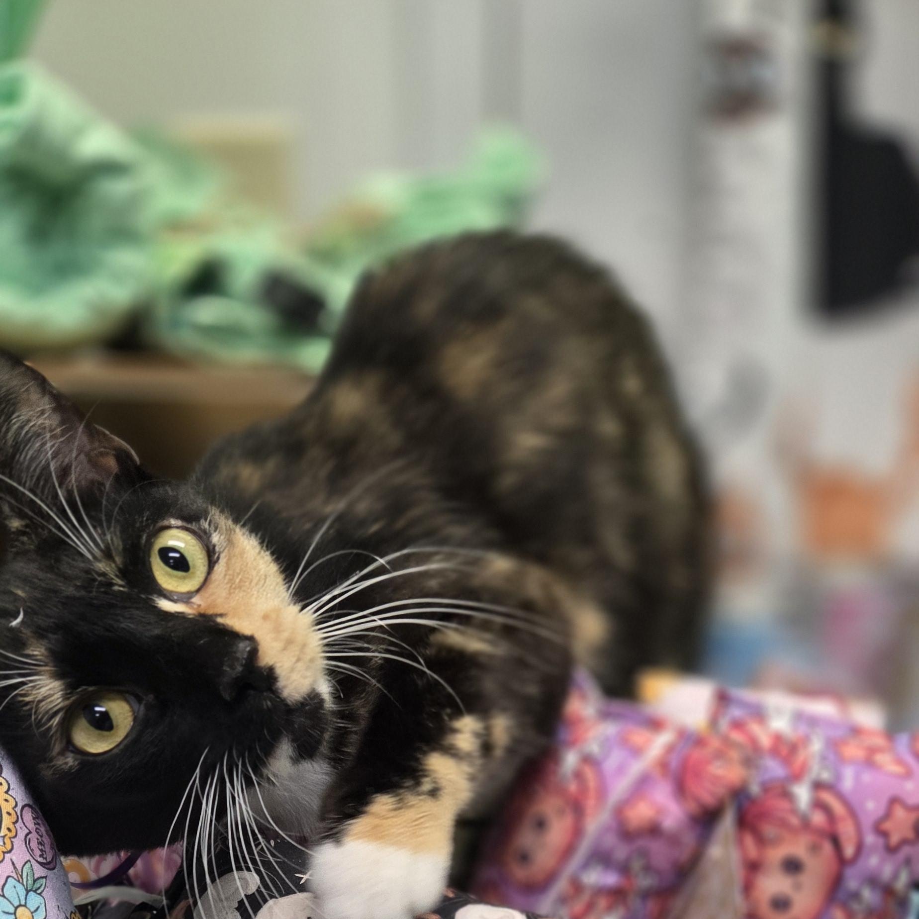 Liberty, adopted, Young Female Domestic Short Hair.
