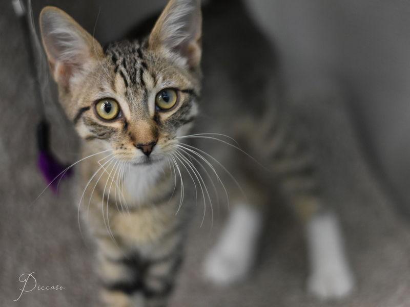 Enlarge Picasso, a Adopted Domestic Short Hair in Montgomery, TX image 1/3