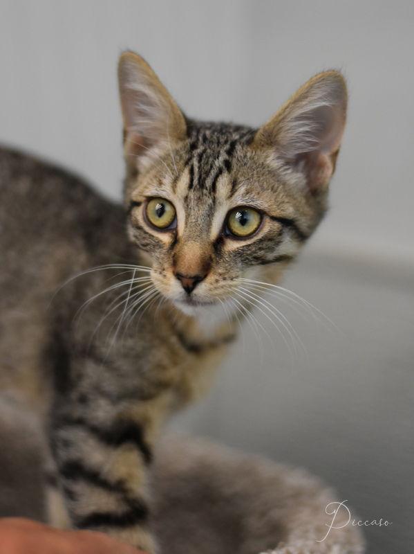 Enlarge Picasso, a Adopted Domestic Short Hair in Montgomery, TX image 3/3