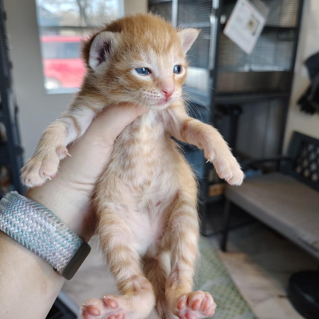 Chili, Adoptable, Kitten Male Domestic Short Hair.