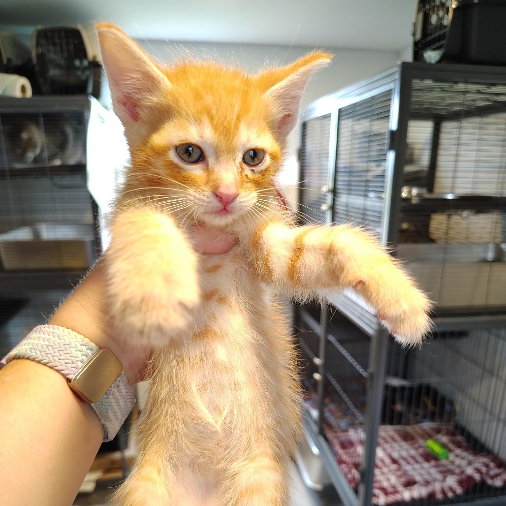Chili, a Adoptable Domestic Short Hair in Osawatomie, KS image 3/3