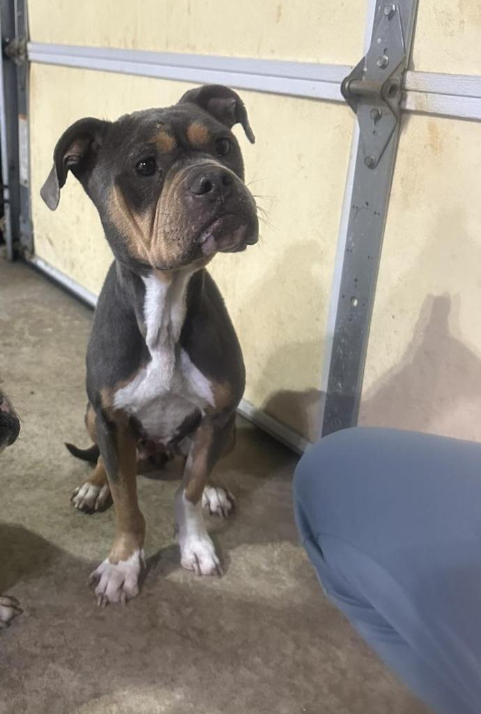 Reese, Adoptable, Adult Female Pit Bull Terrier & Mixed Breed.