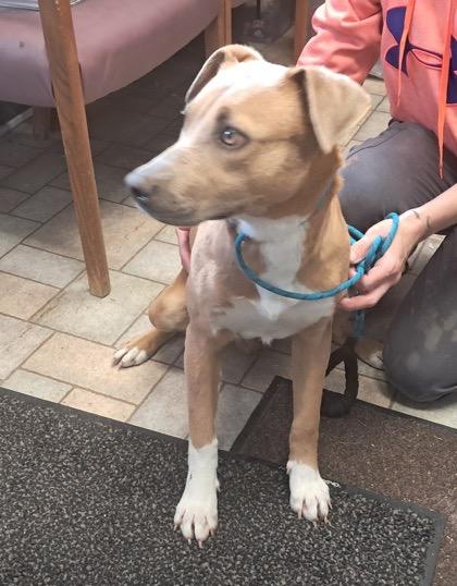 Betsy, ADOPTABLE, Puppy Female Pit Bull Terrier.