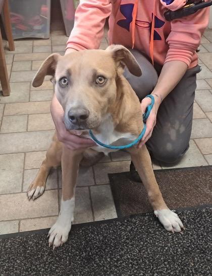 Enlarge Betsy, a ADOPTABLE Pit Bull Terrier in Hollister, MO image 2/2